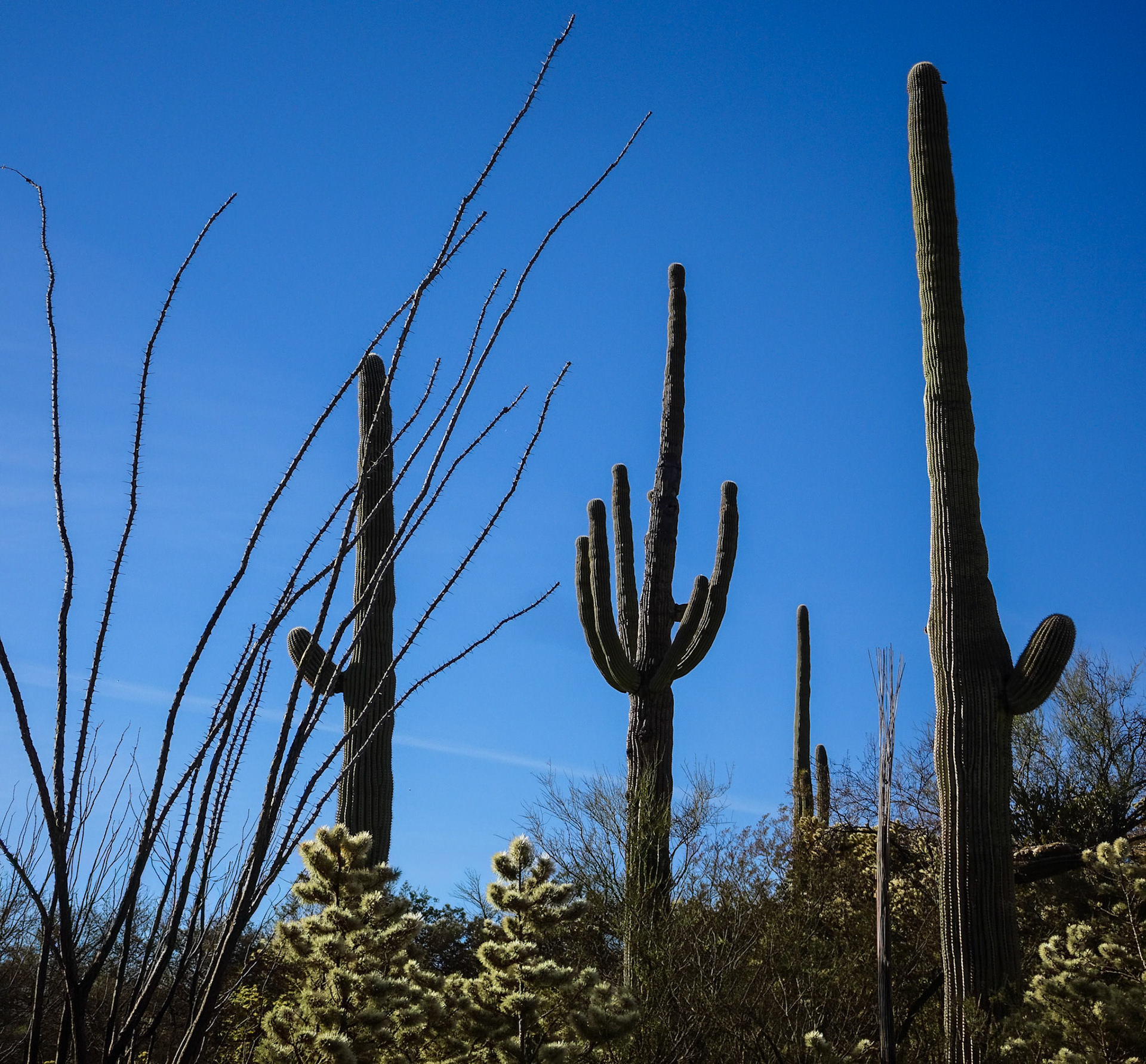Tucson, AZ