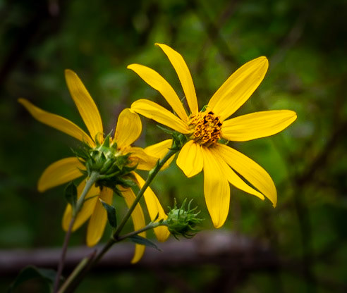 Wildflowers in the Woods