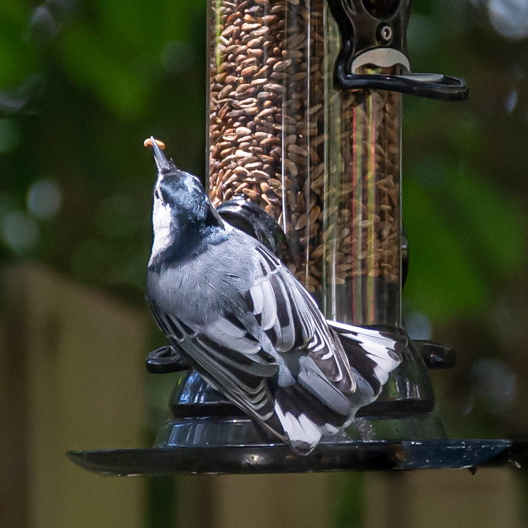 White-Breasted Nuthatch