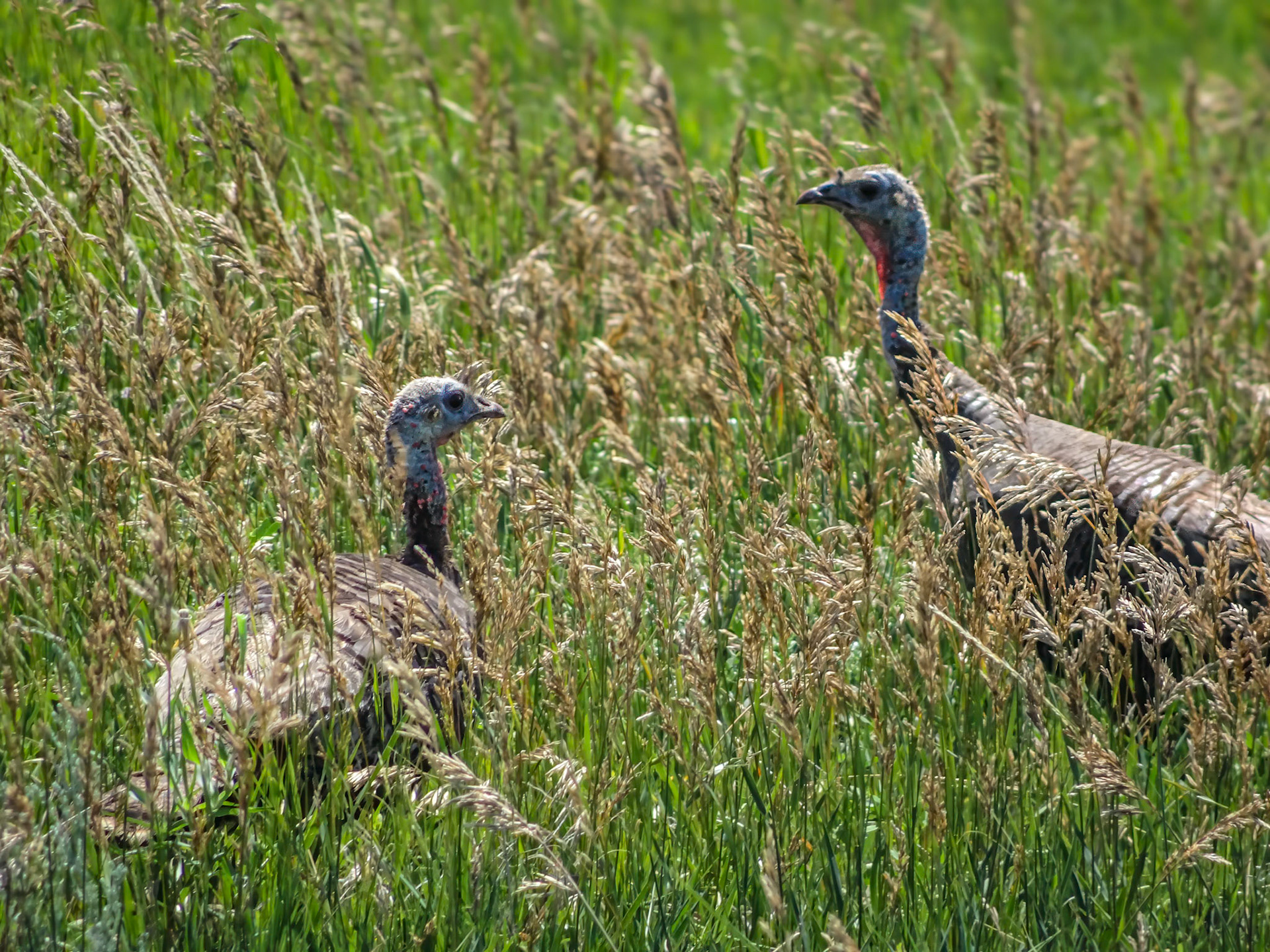 Wild Turkey - ND