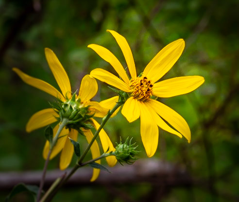 Wildflowers in the Woods