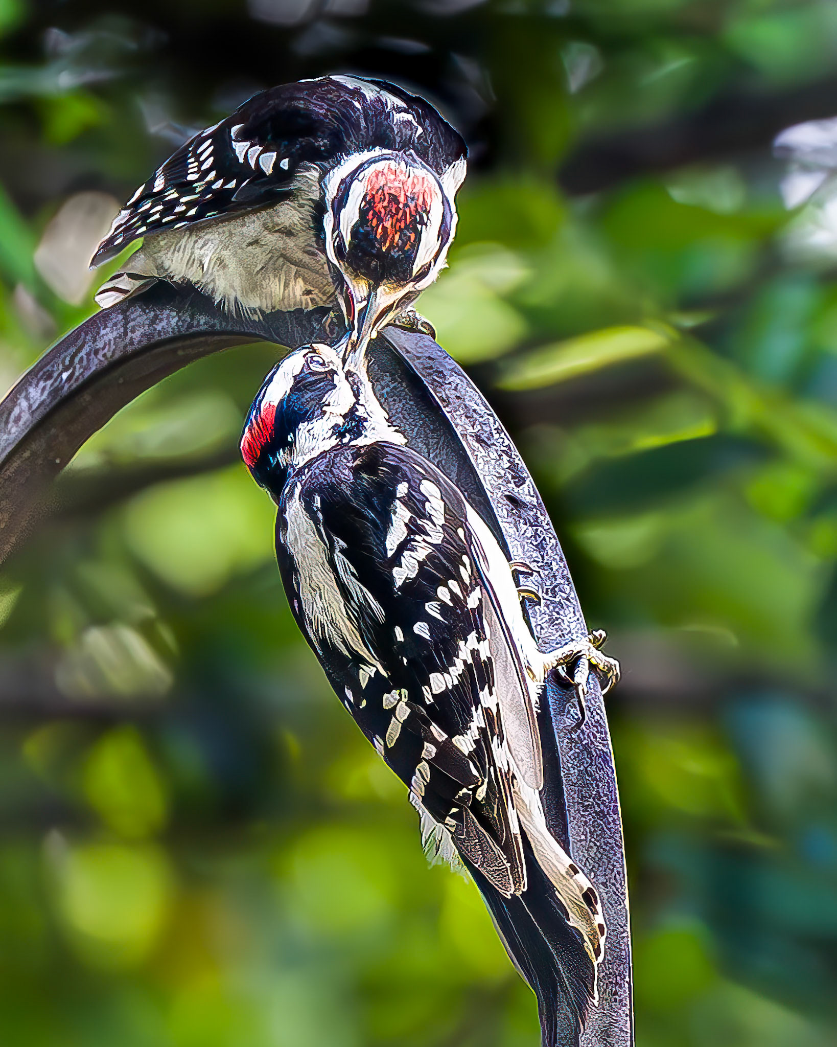 Downy Woodpeckers - Sharing