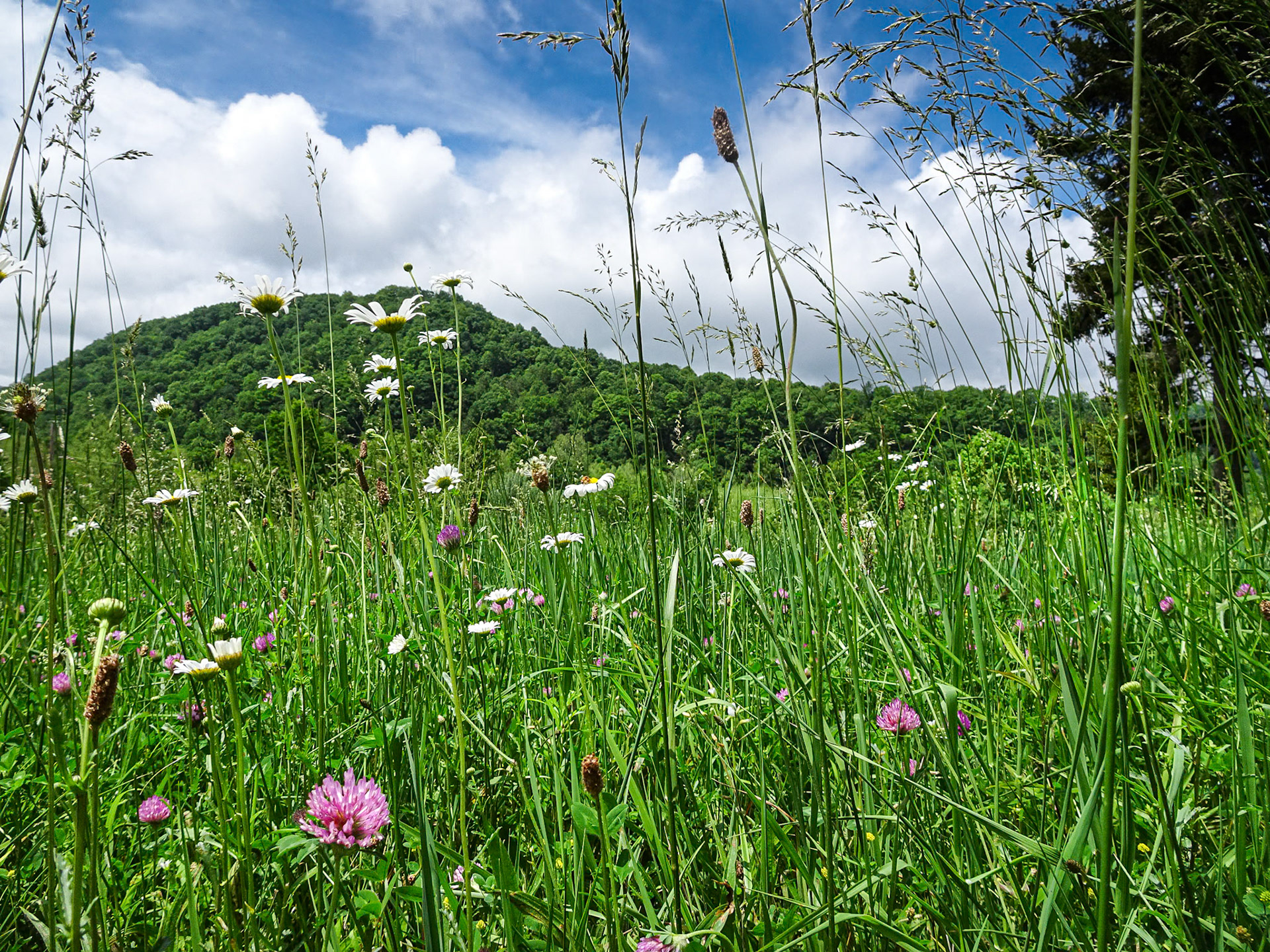 Springtime in West Virginia