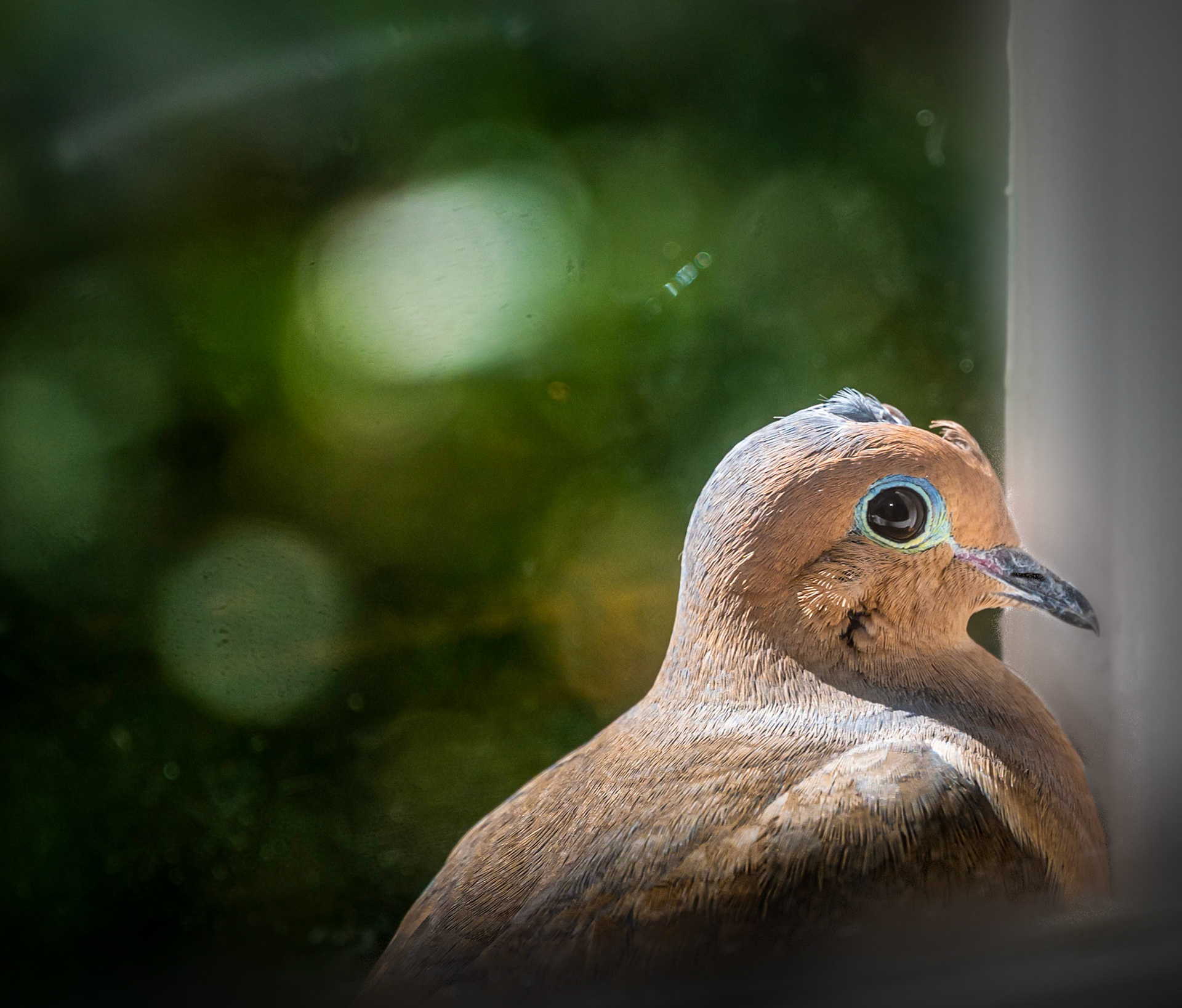 Mourning Dove sunning herself
