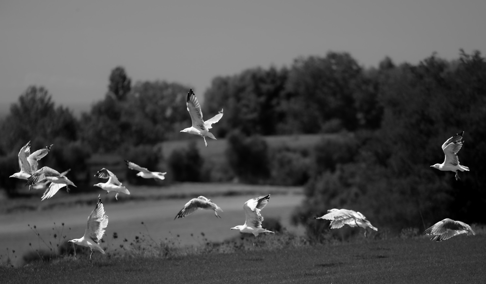 Gabbiani in volo su un prato nella campagna di Cerveteri, fotografia in bianco e nero di Fabio Alimonti