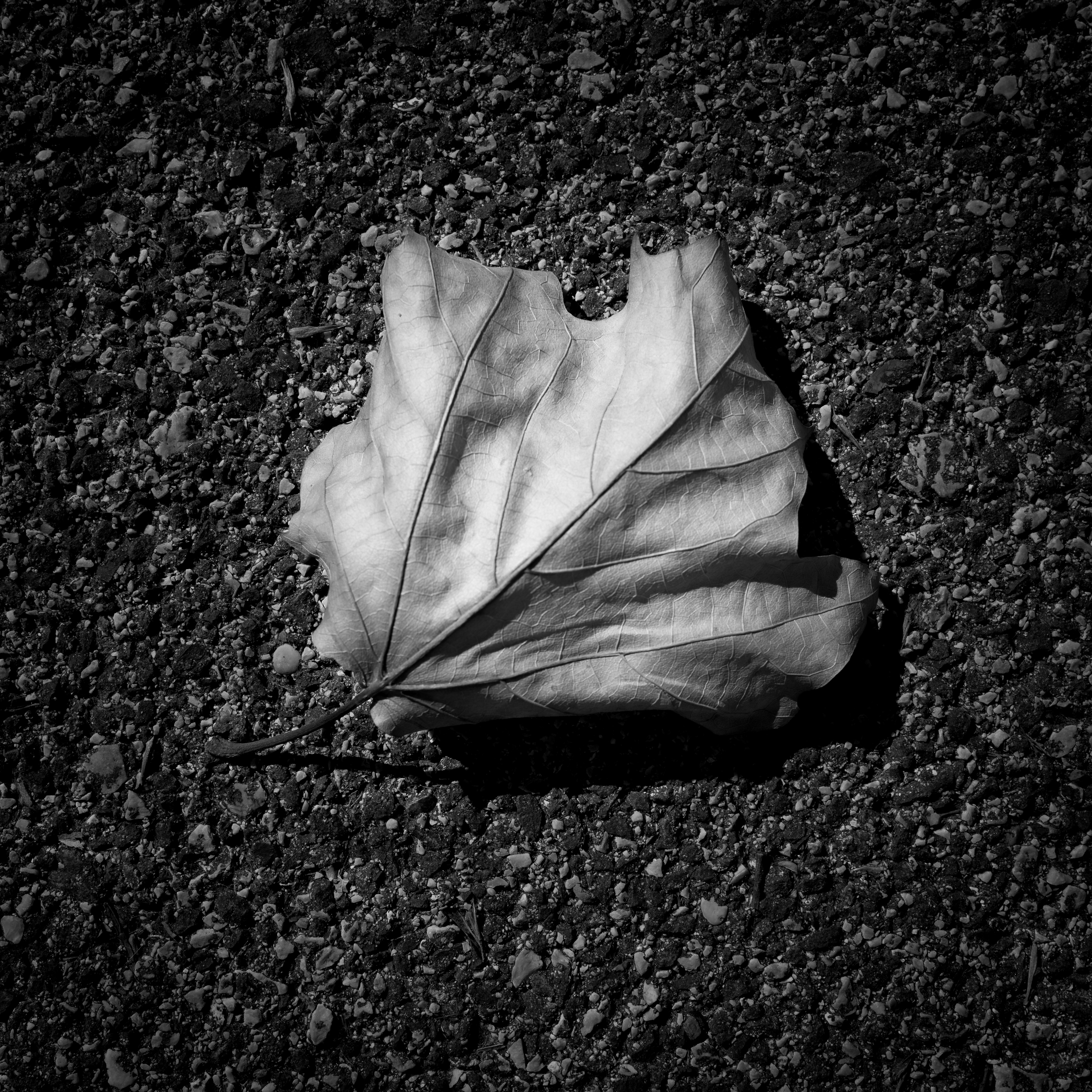 Ciò che resta – una foglia secca sull'asfalto all'EUR, Roma, in bianco e nero – fotografia di Fabio Alimonti