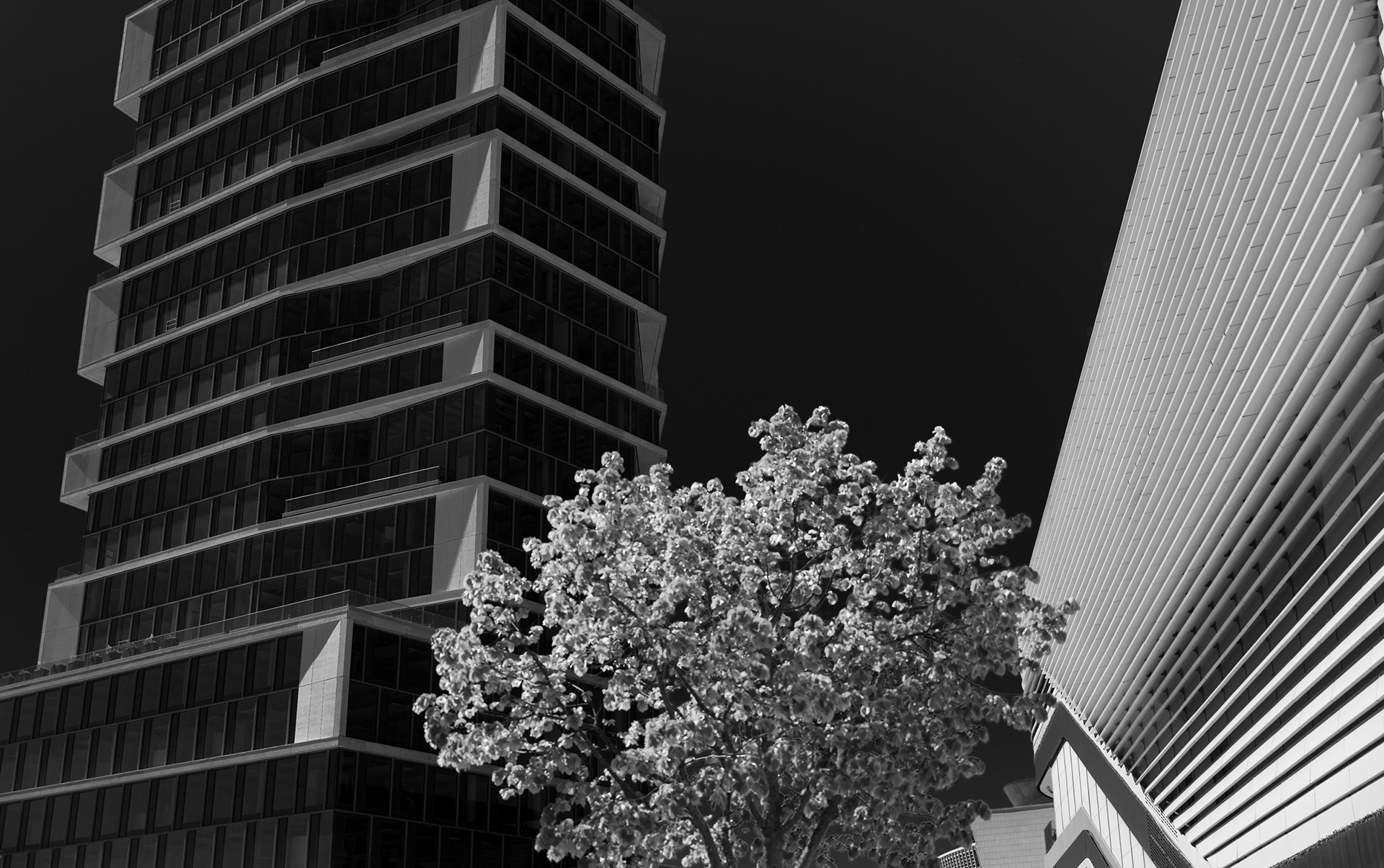 Primavera di vetro – un albero fiorito tra due edifici di vetro e acciaio a Berlino, sotto un cielo nero. Fotografia in bianco e nero di Fabio Alimonti.