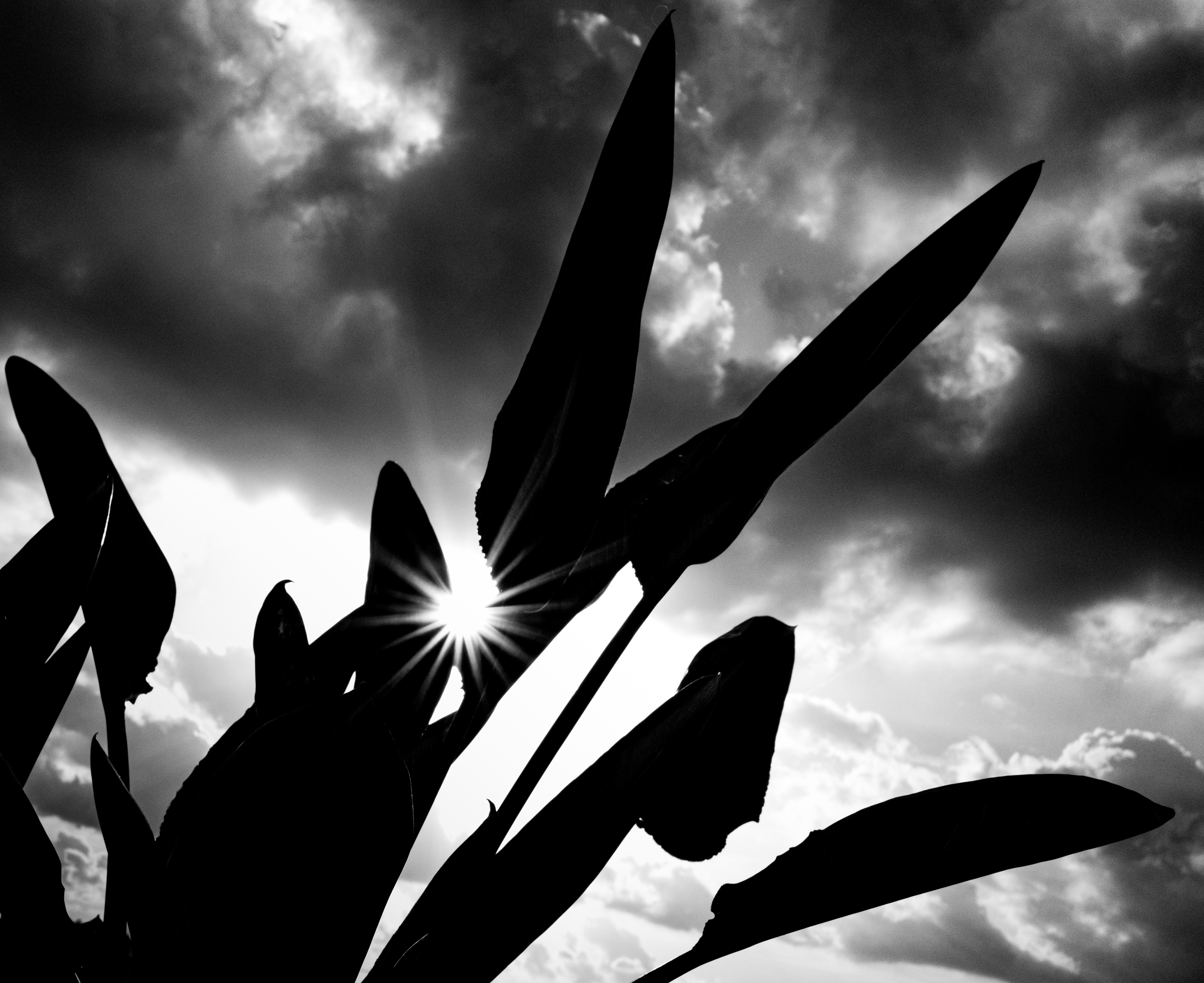 Il fiore che non c’è – foglie in controluce contro un cielo drammatico, con il sole a stella dove dovrebbe esserci il fiore. Fotografia in bianco e nero di Fabio Alimonti.