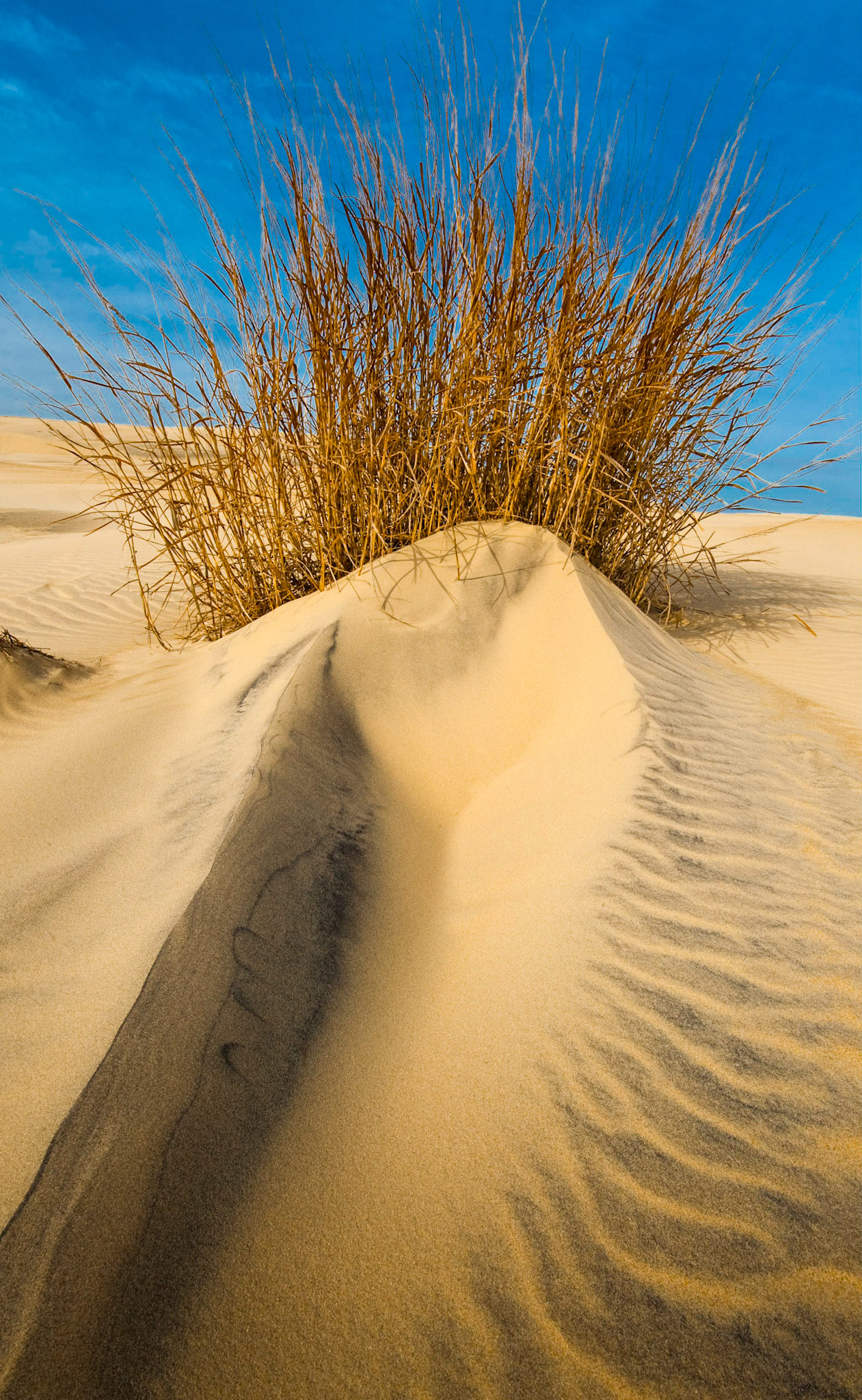 Nags Head dune. Nags Head, NC.