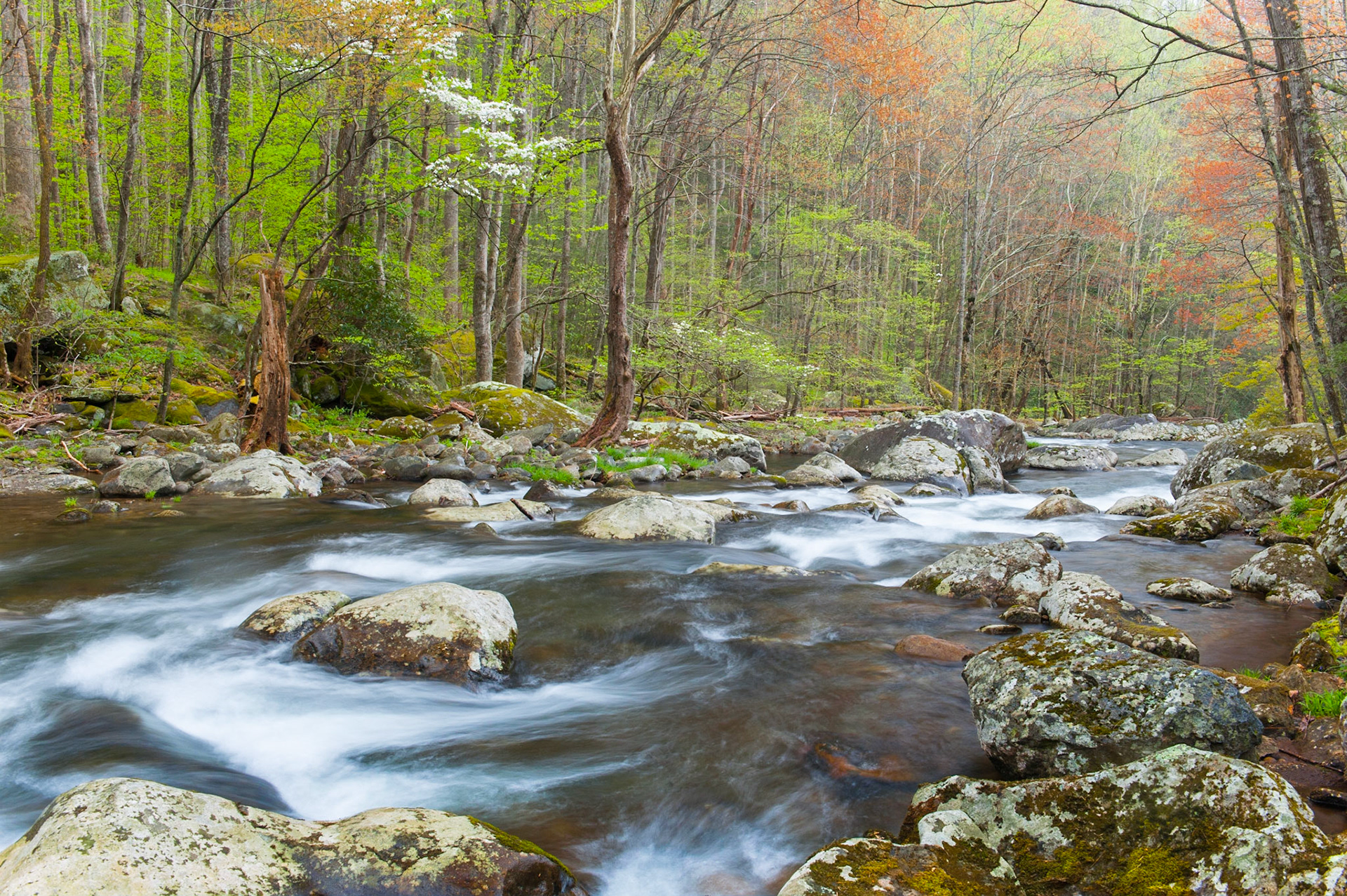 Middle Prong April 19. Great Smoky Mountains National Park.
