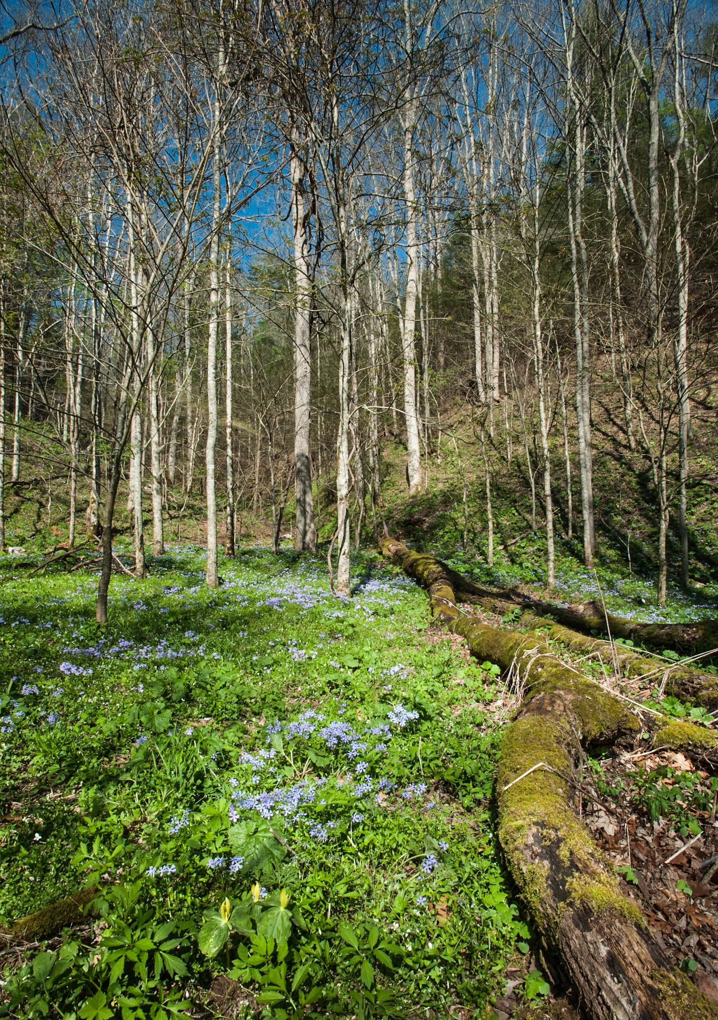 White Oak Sink floor. Great Smoky Mountains National Park.