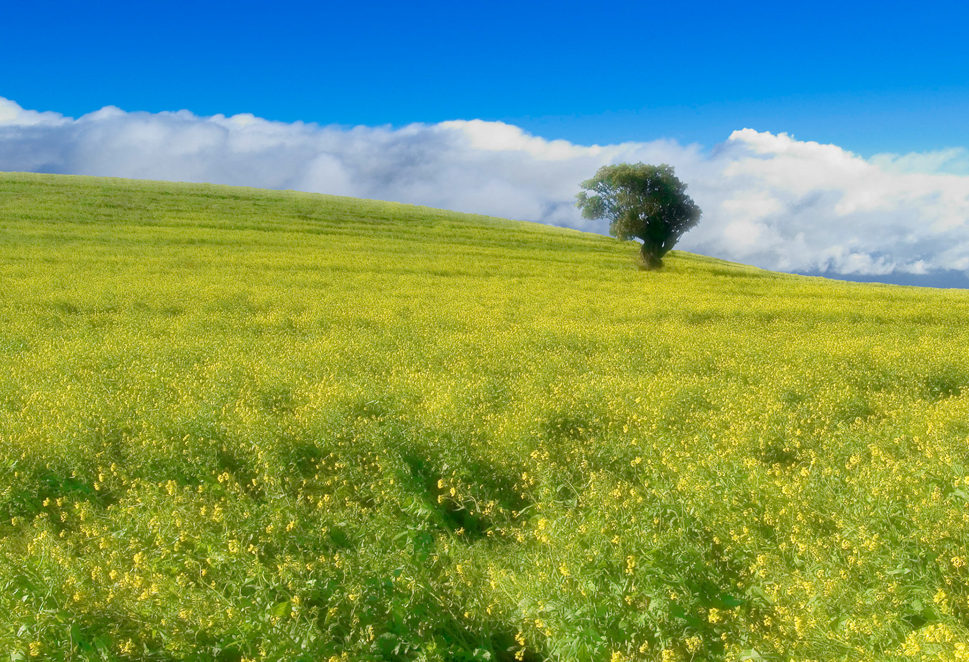 Costa Rican hillside.