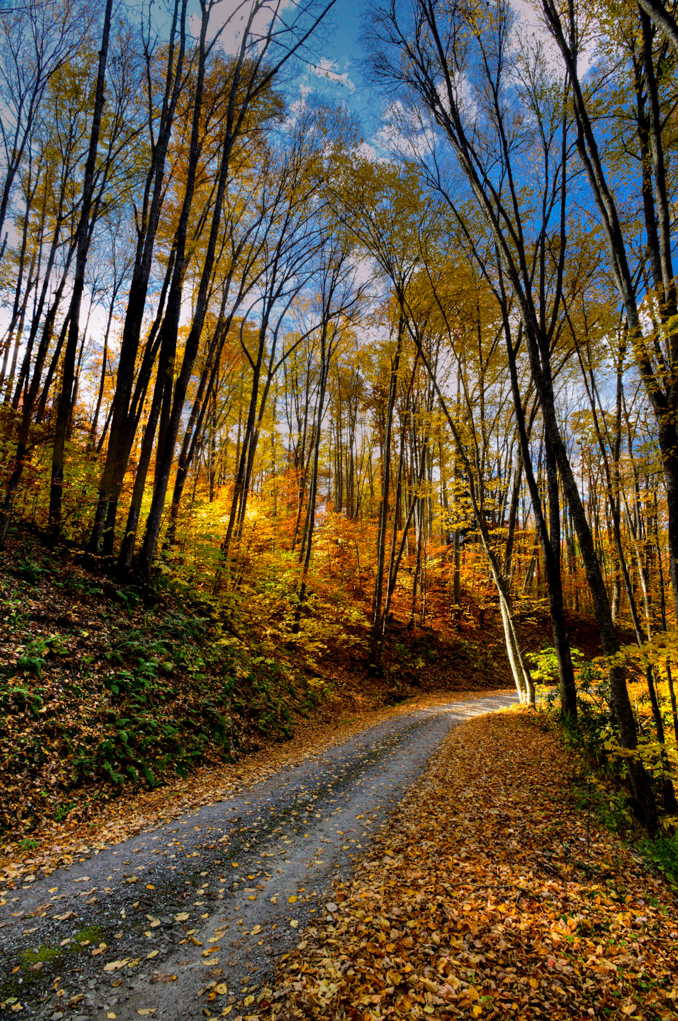 Road to color. Great Smoky Mountains National Park.