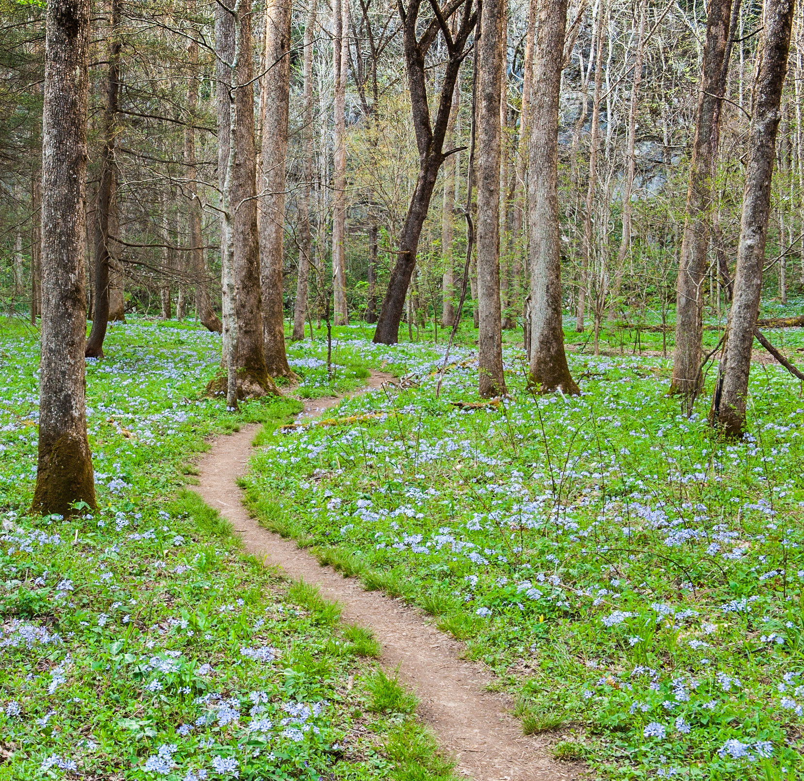White Oak Sink Path. Great Smoky Mountains National Park.