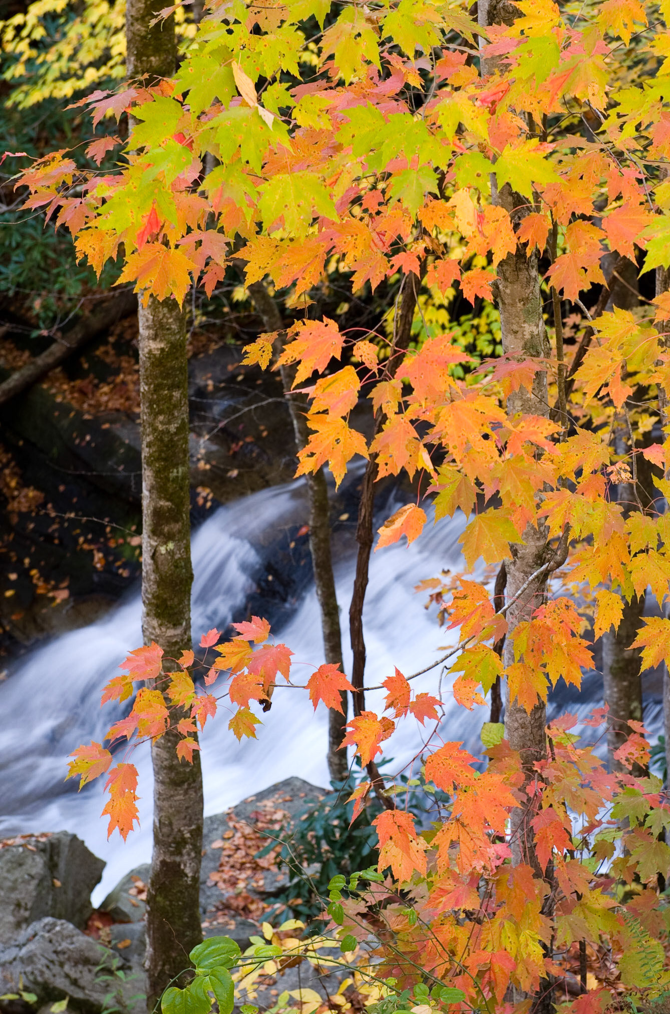 Leaves and falls. Brevard, NC.