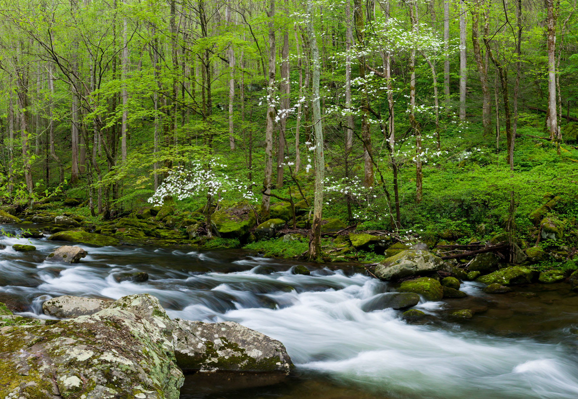Middle Prong April 17. Great Smoky Mountains National Park.