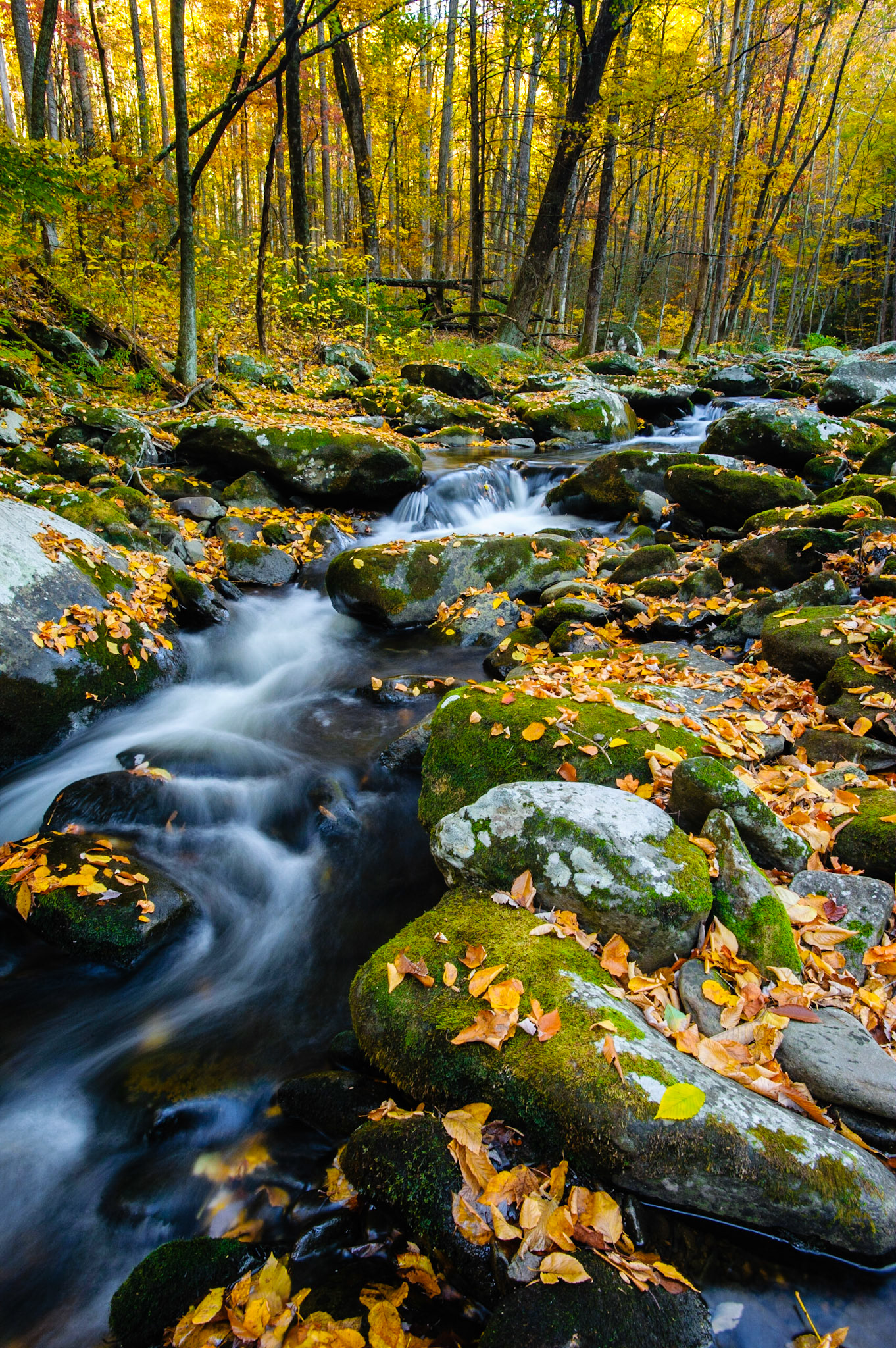 Rocky stream. Great Smoky Mountains National Park.