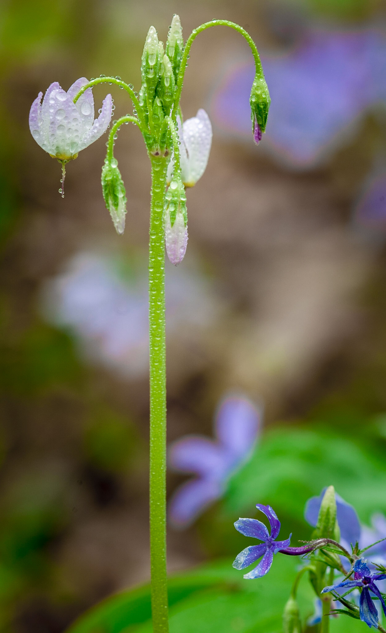 Wet Shooting Star