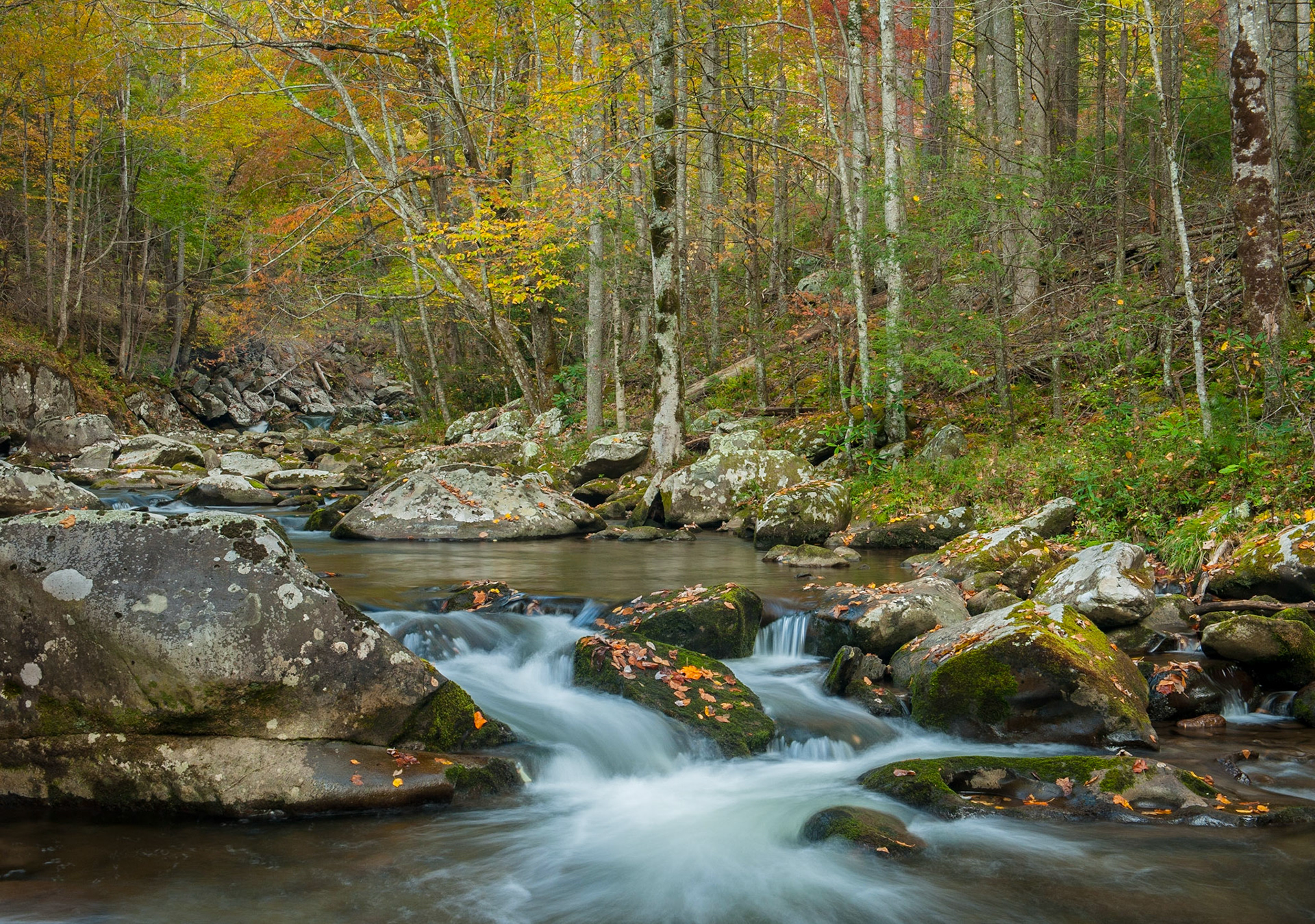 Early Autumn stream. Great Smoky Mountains National Park.