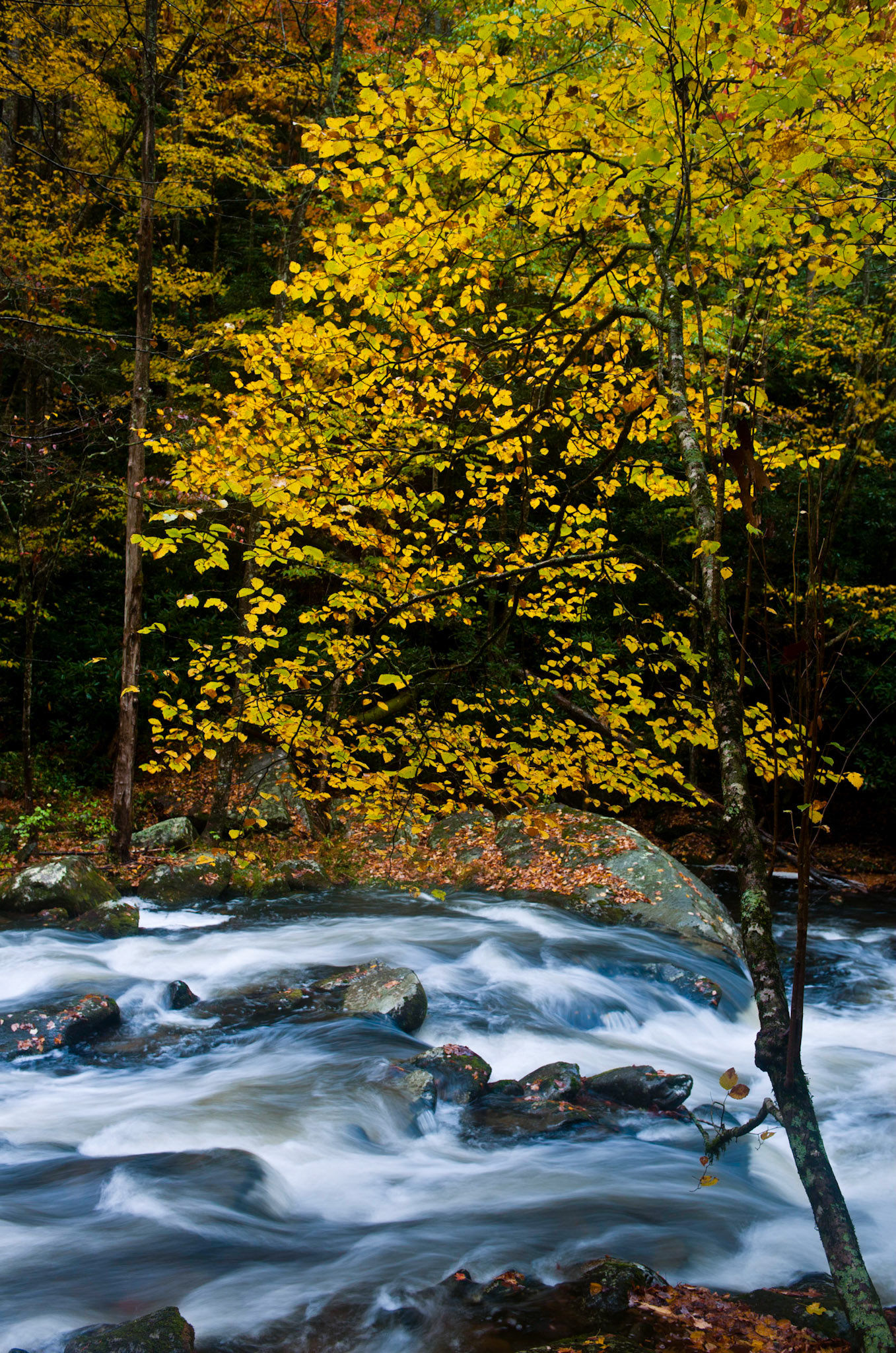 Yellow leaves and blue water. Great Smoky Mountains National Park.