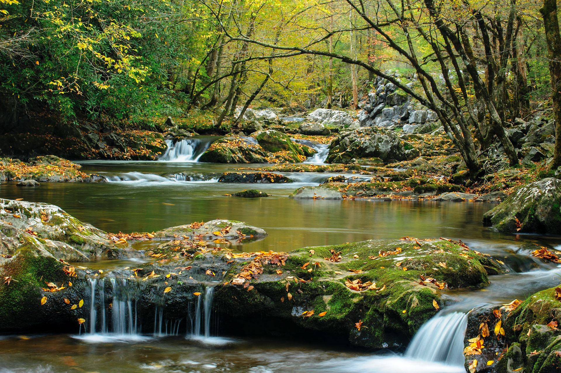 Pooled stream. Great Smoky Mountains National Park.