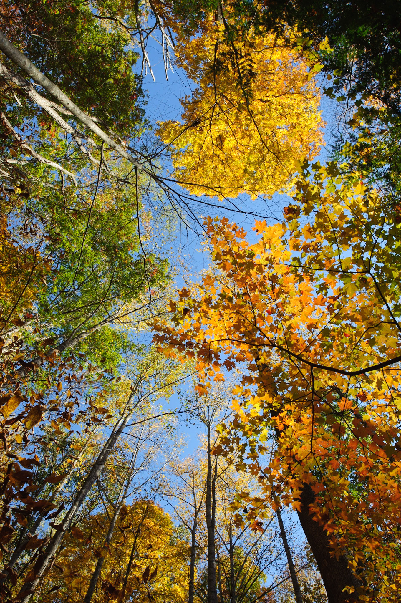 Bradley Falls area, NC.