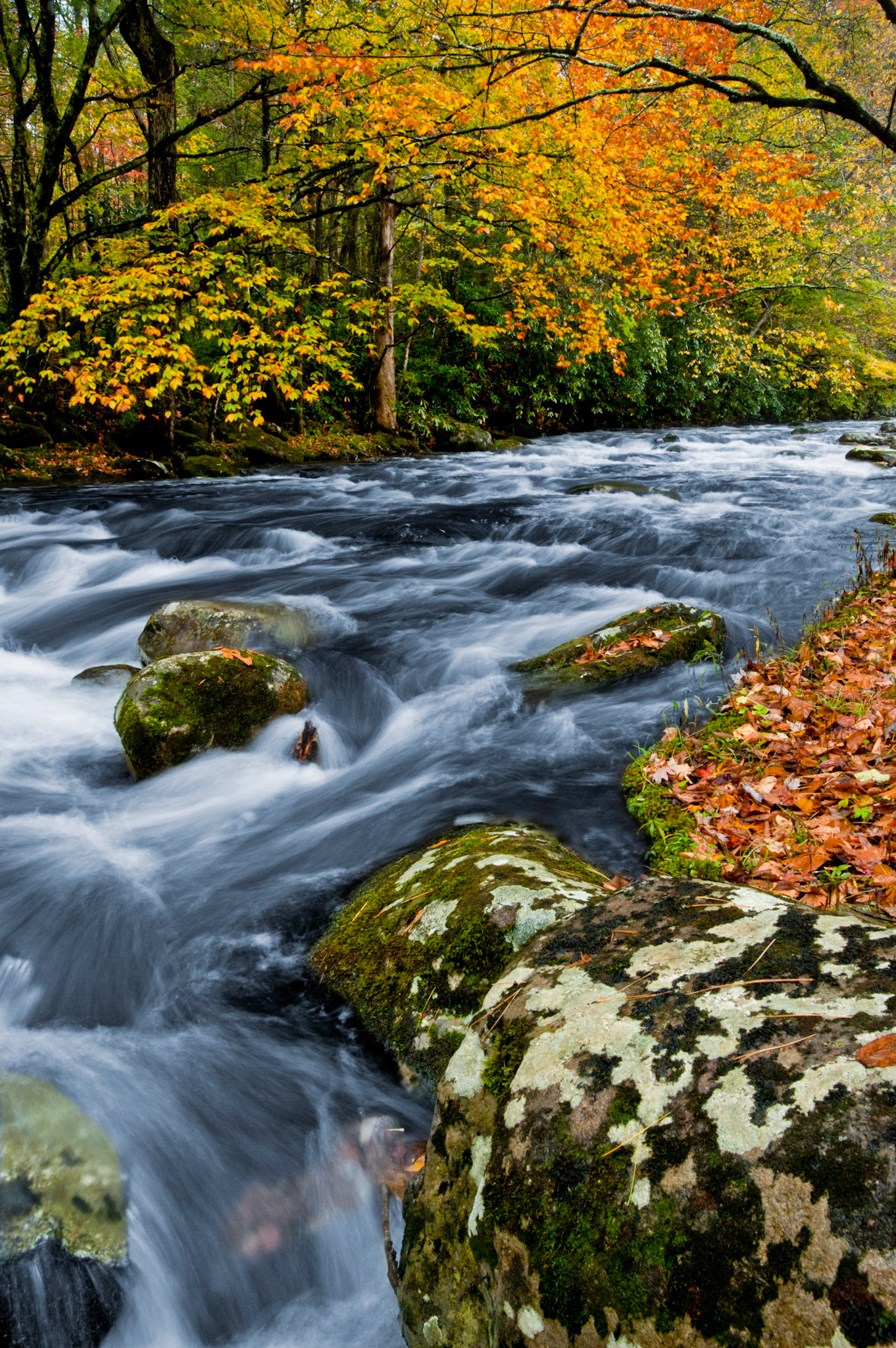 Leaves, water, stone. Great Smoky Mountains National Park.