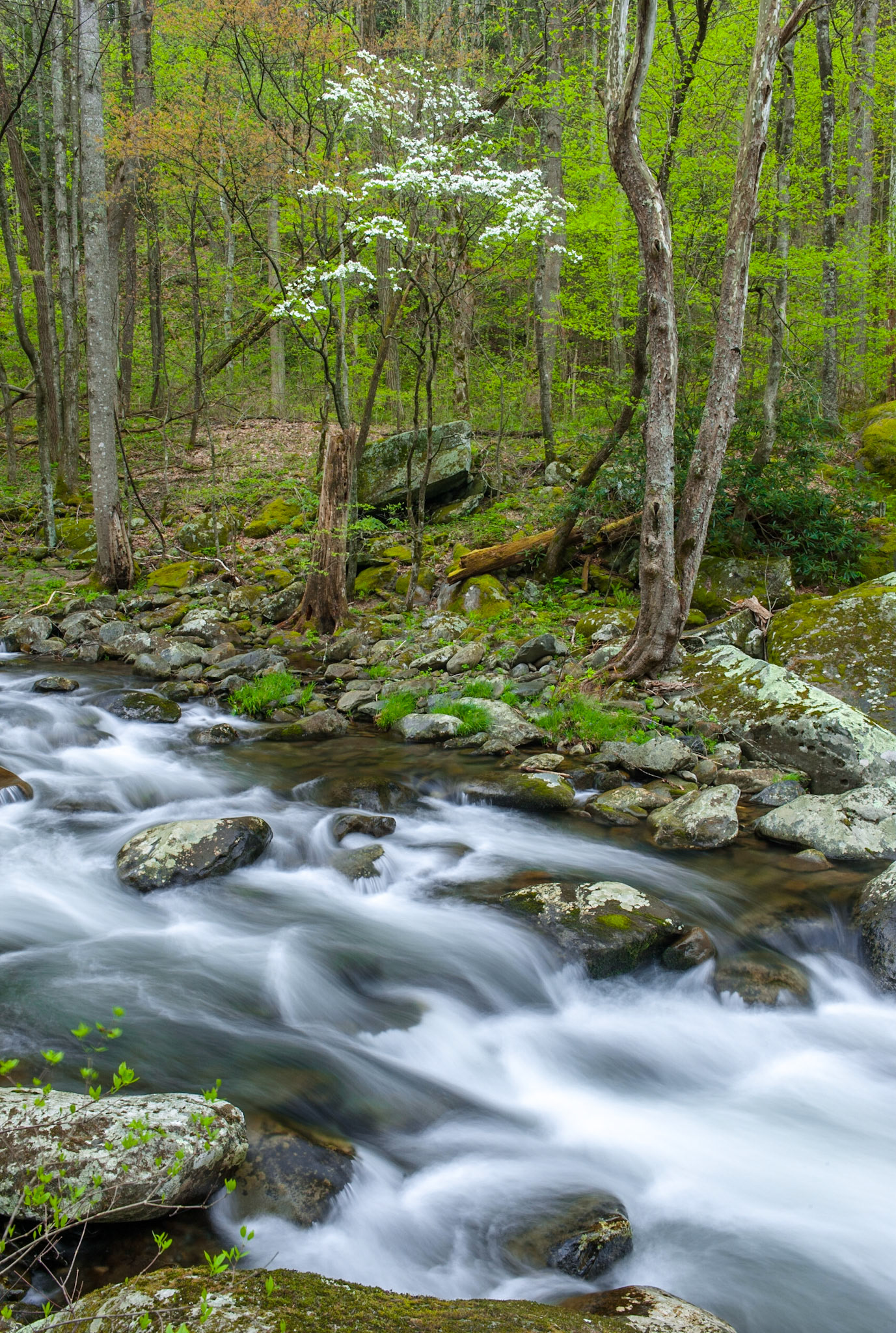 Dogwood. Great Smoky Mountains National Park.