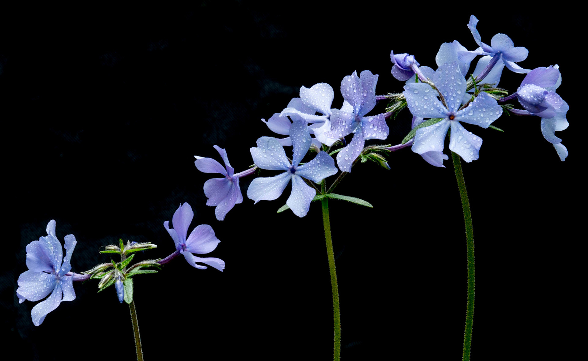 Three stems