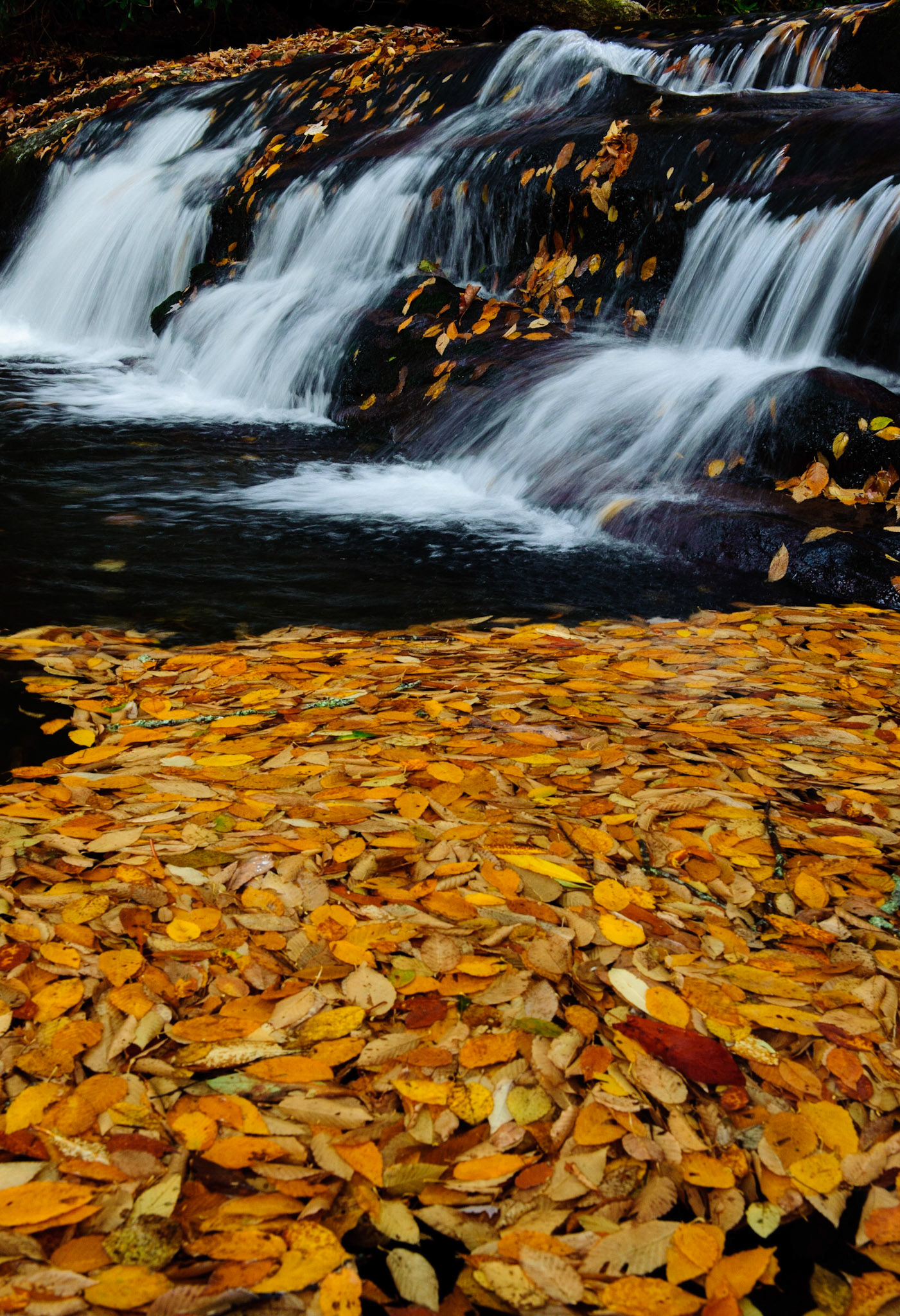 Leaves and black water. Great Smoky Mountains National Park.