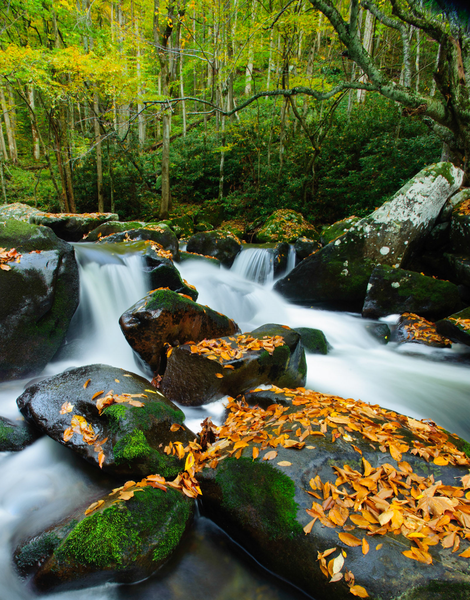 Green and orange.  Great Smoky Mountains National Park.