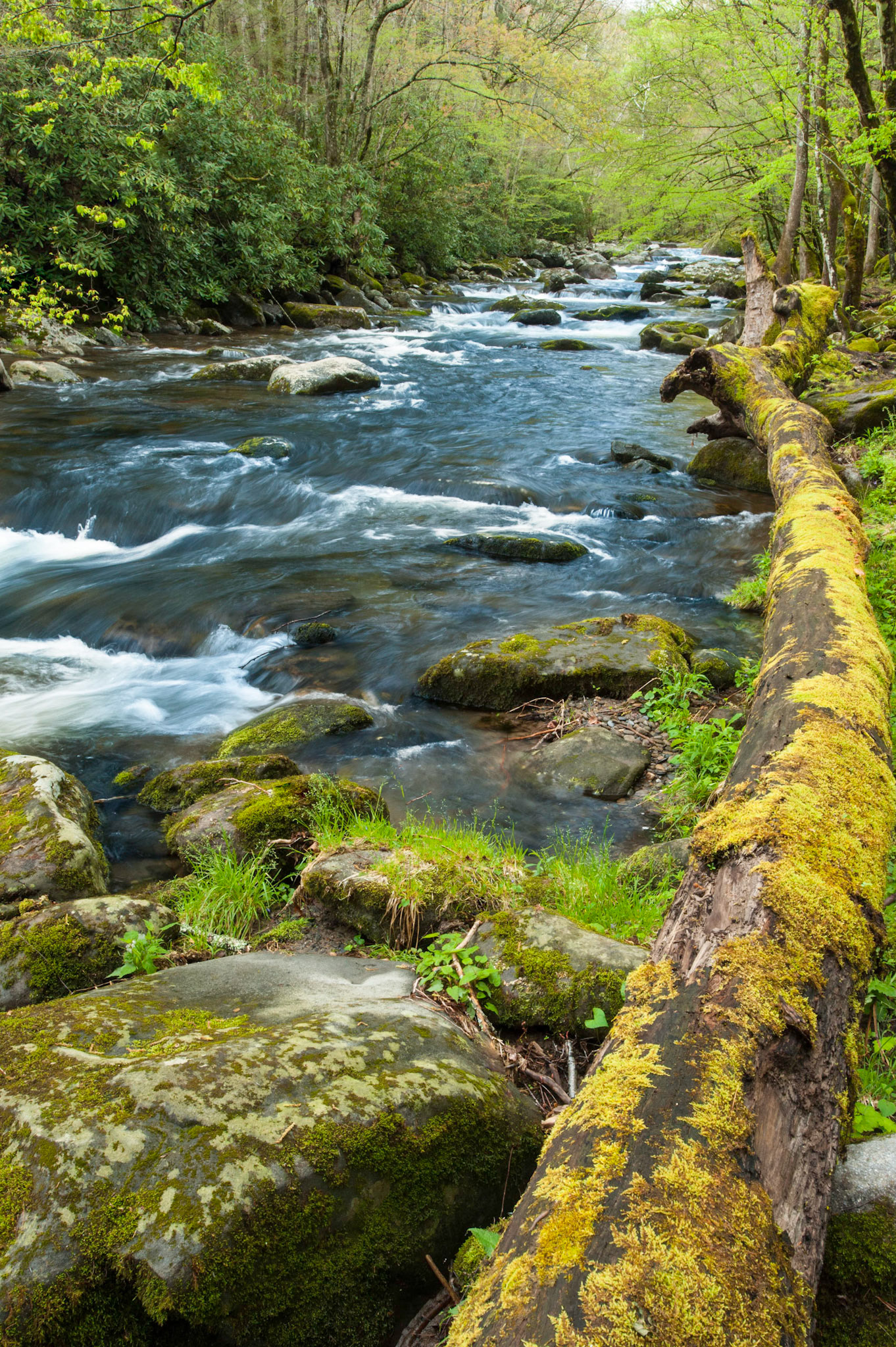 Middle Prong April 20. Great Smoky Mountains National Park.
