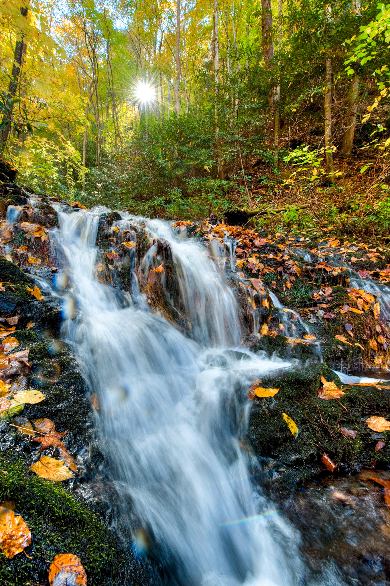 Sunny autumn afternoon. Great Smoky Mountains National Park.