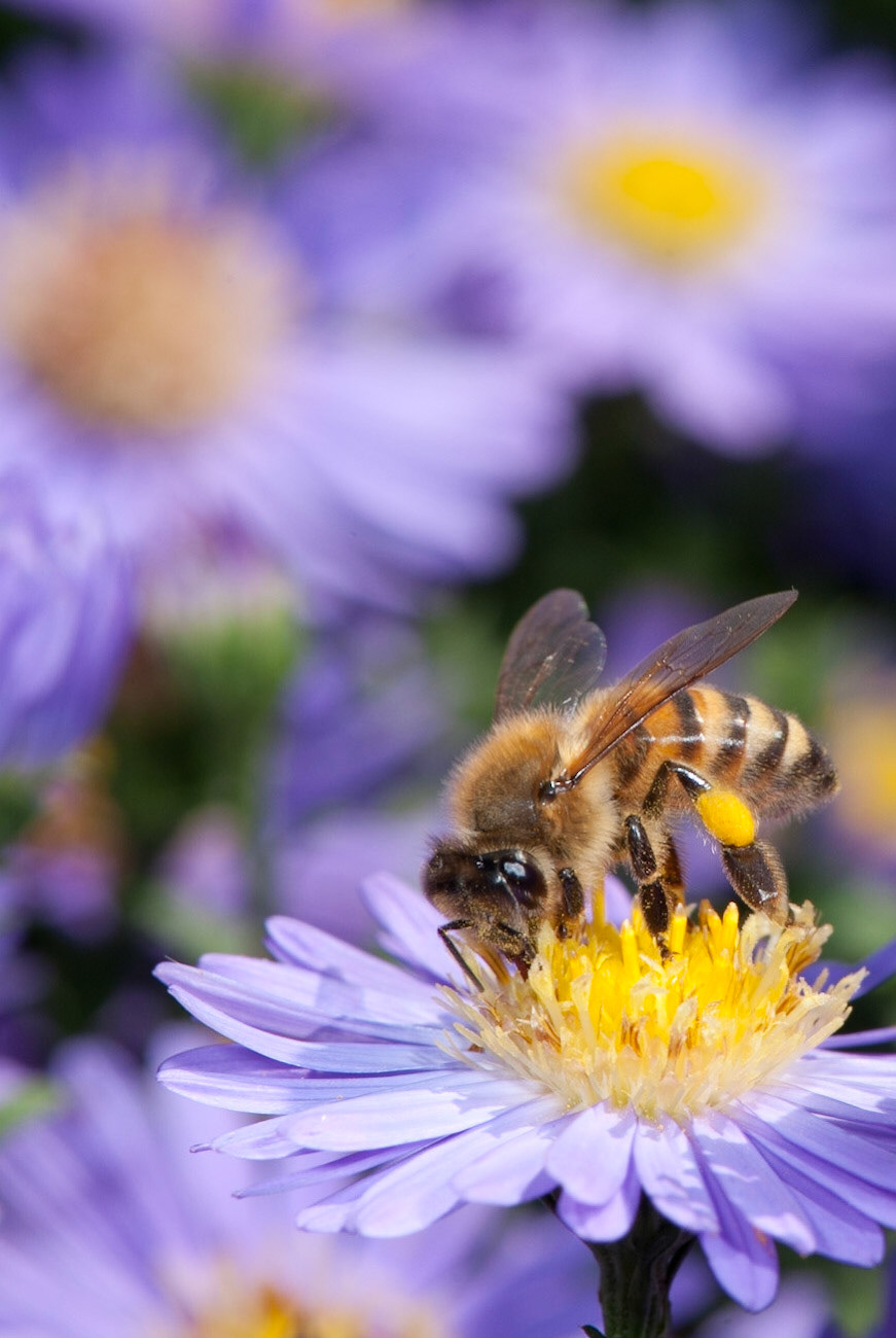 Apis mellifera. Asheville, NC.