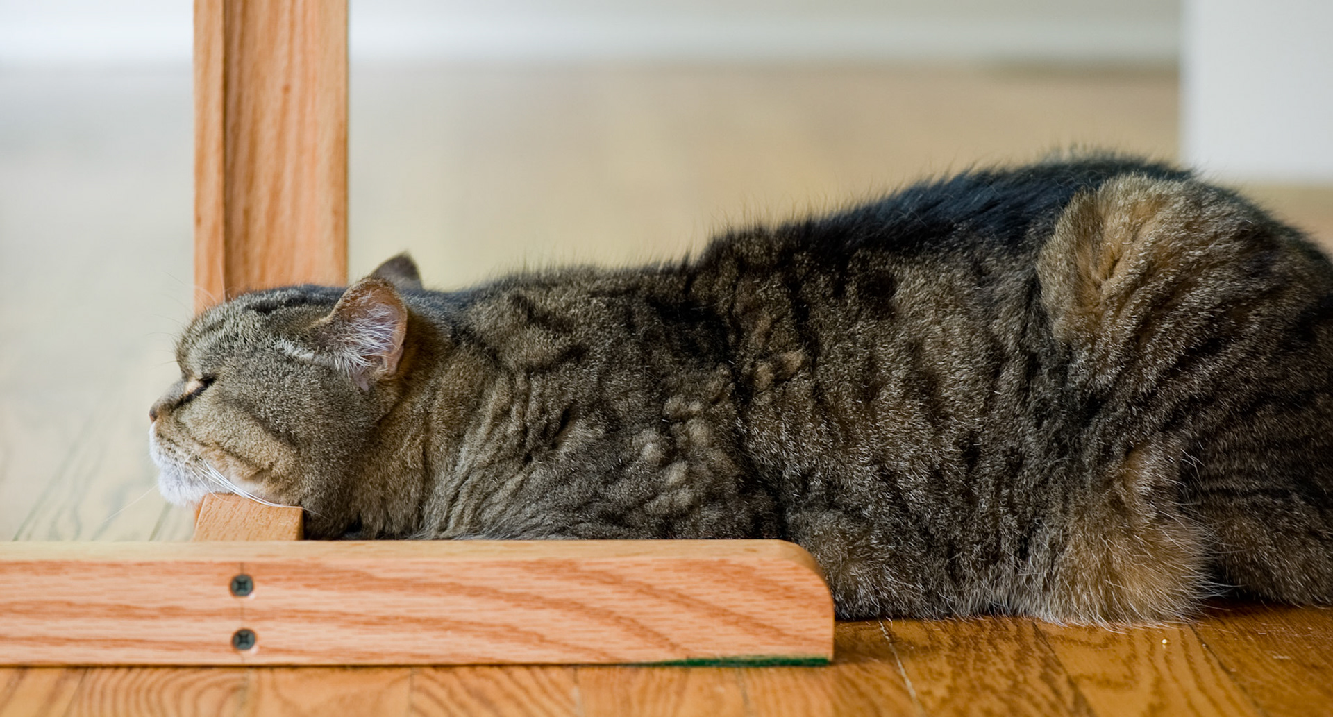 Persey at rest. Asheville, NC.