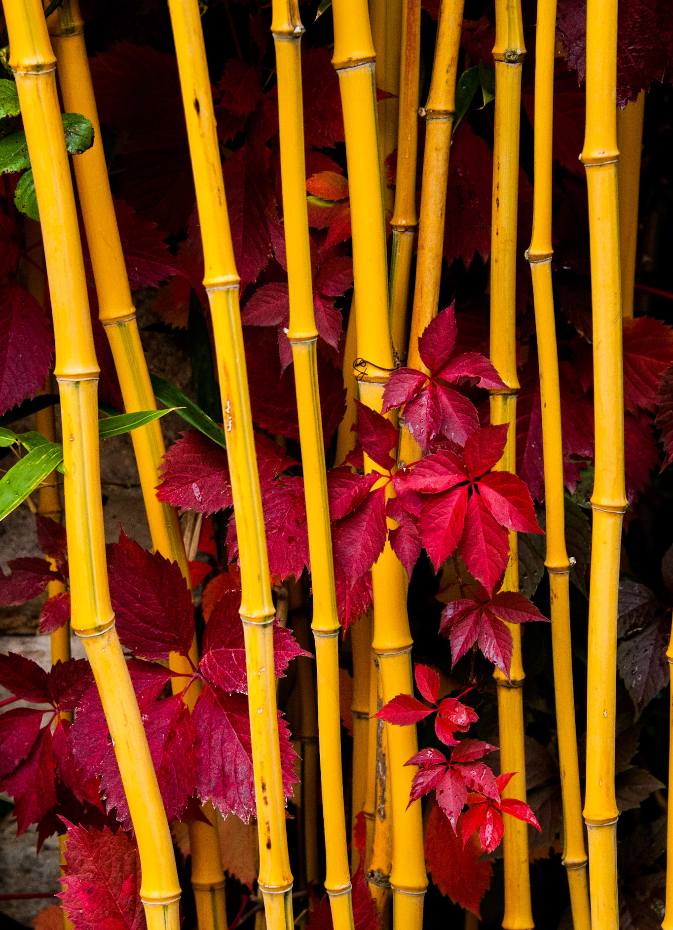 Bamboo. Giverny, France