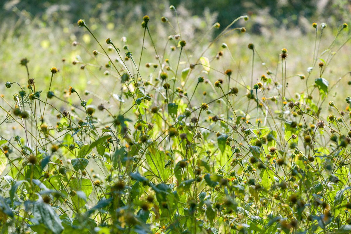 A Wet Monsoonal Summer's crop
