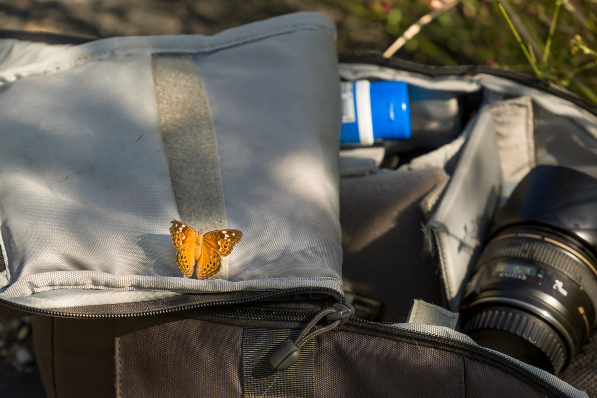 Butterflies were everywhere including my Camera B