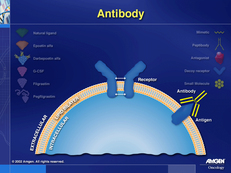 Presenting Various Antibodies