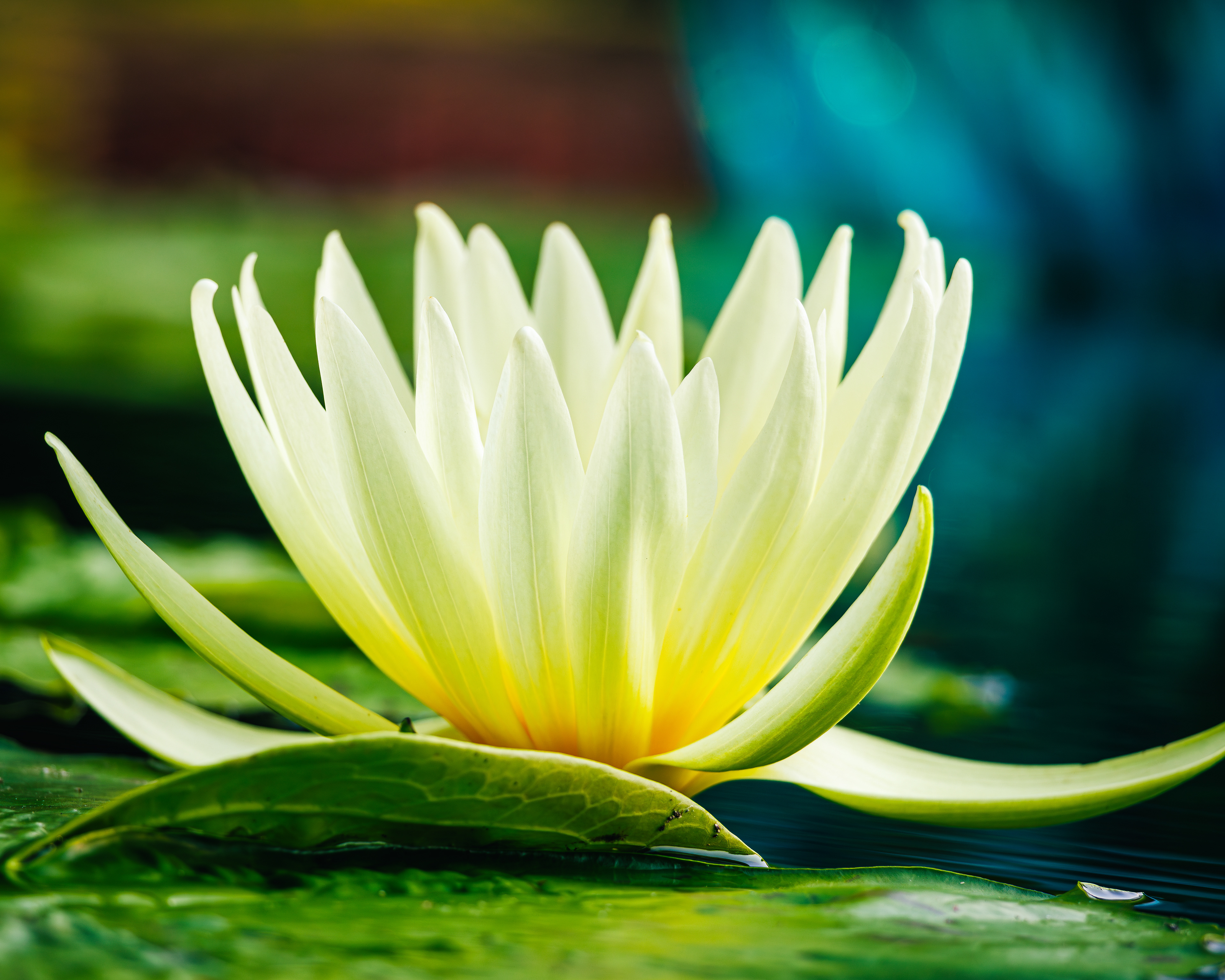 Lily Missouri Botanical Garden Pond