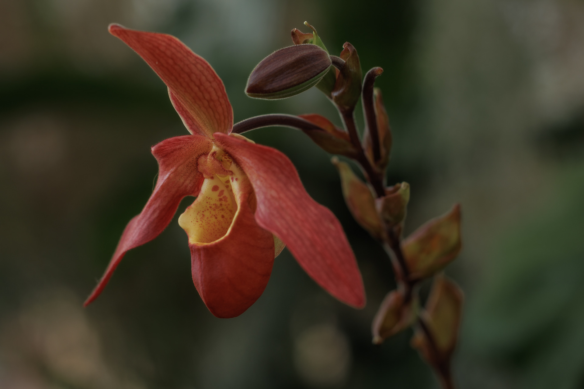 Orchid, St Louis, Missouri