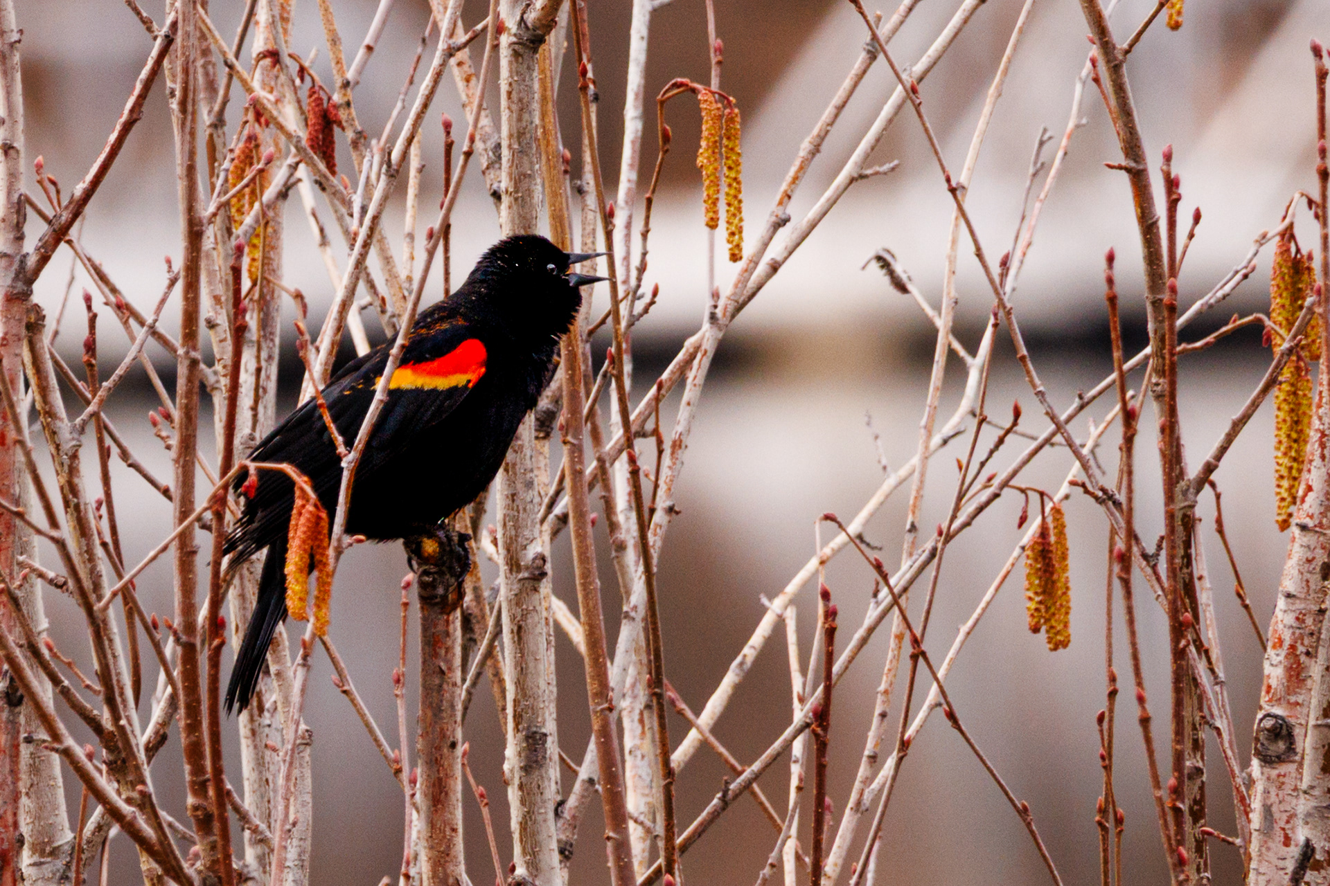Male Red Winged Blackbird
