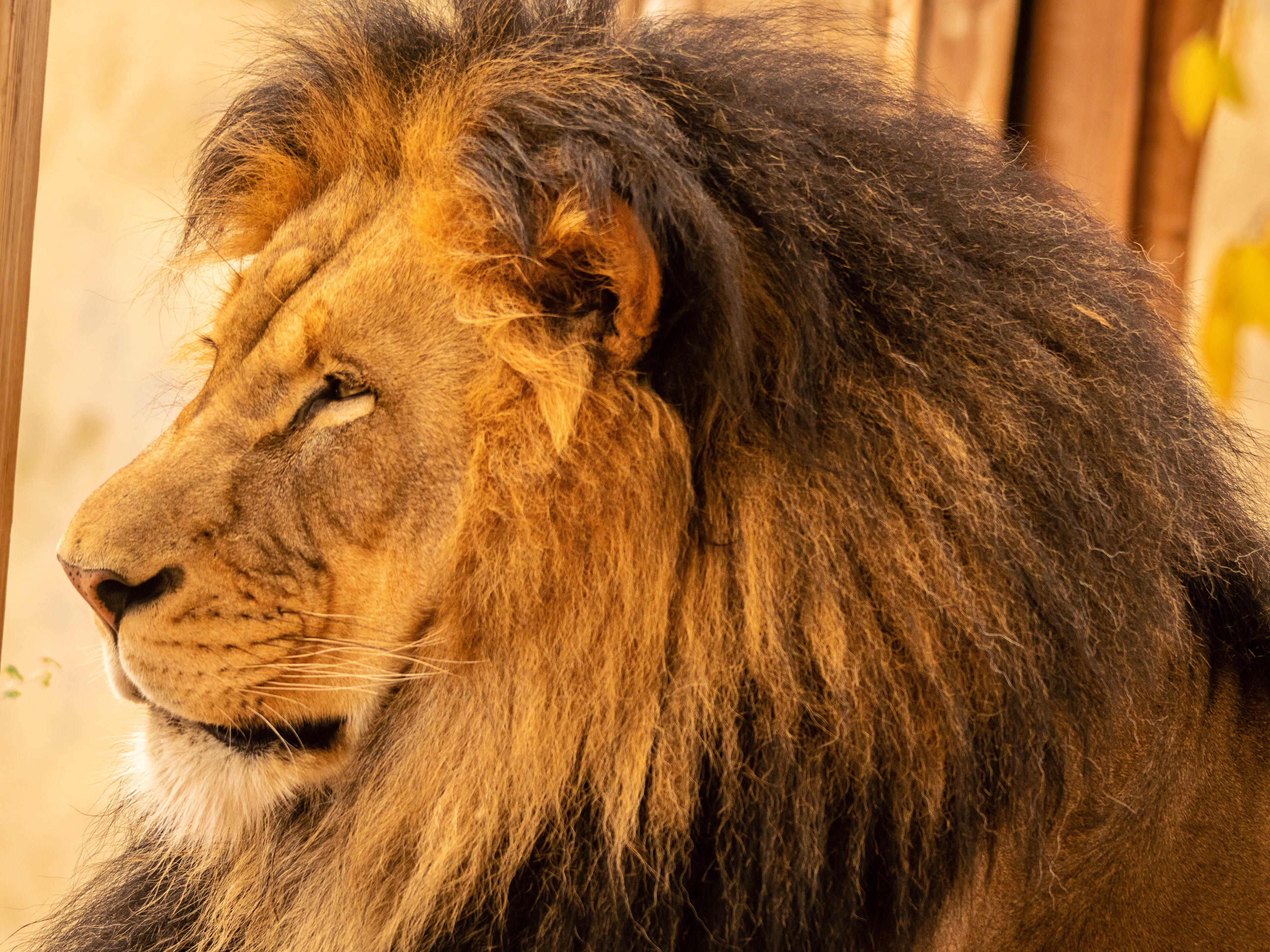 Lion