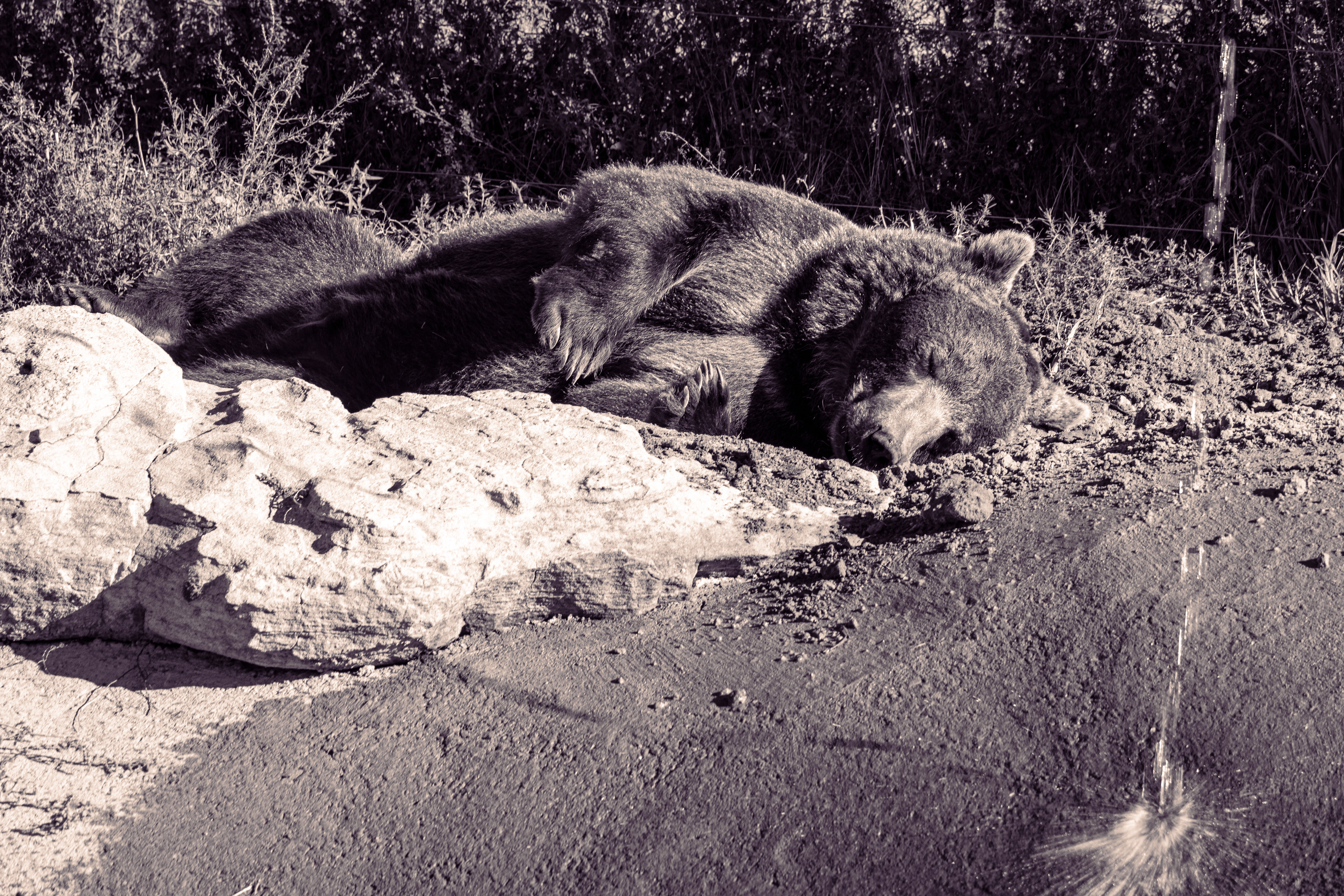 Black Bear