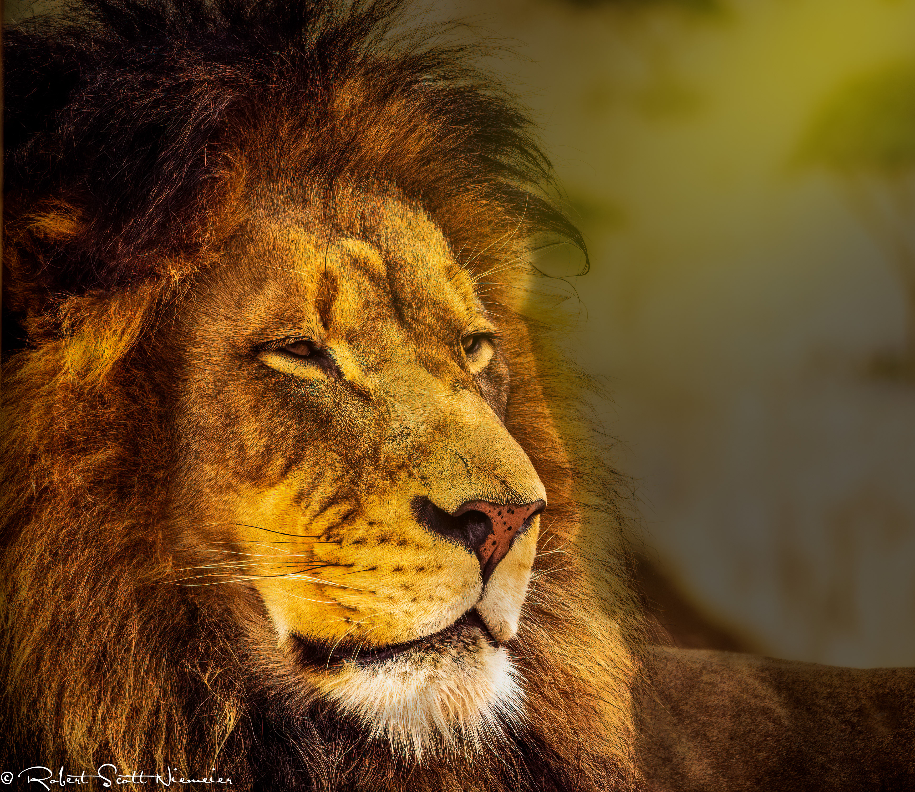 Lion