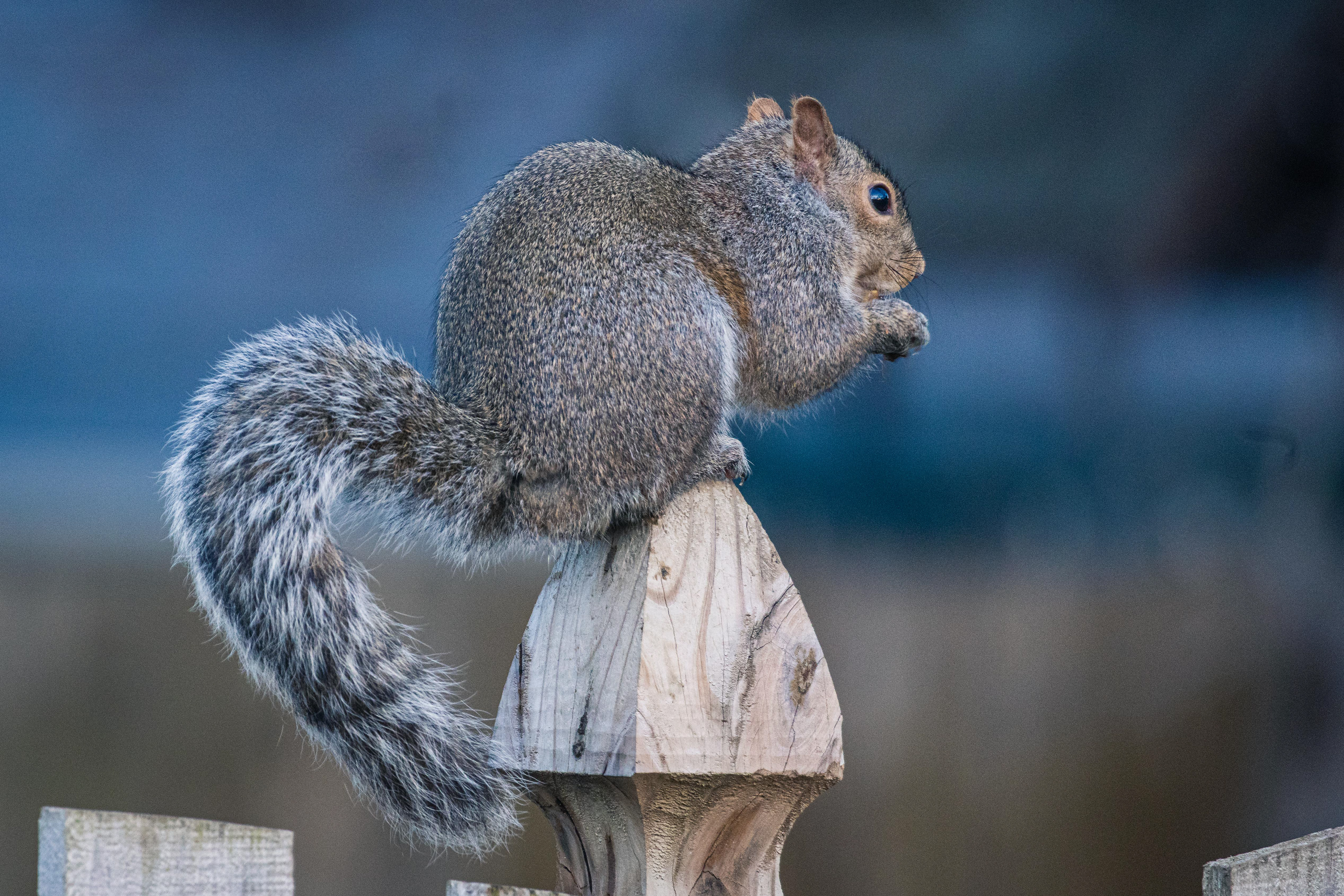 Squirrel