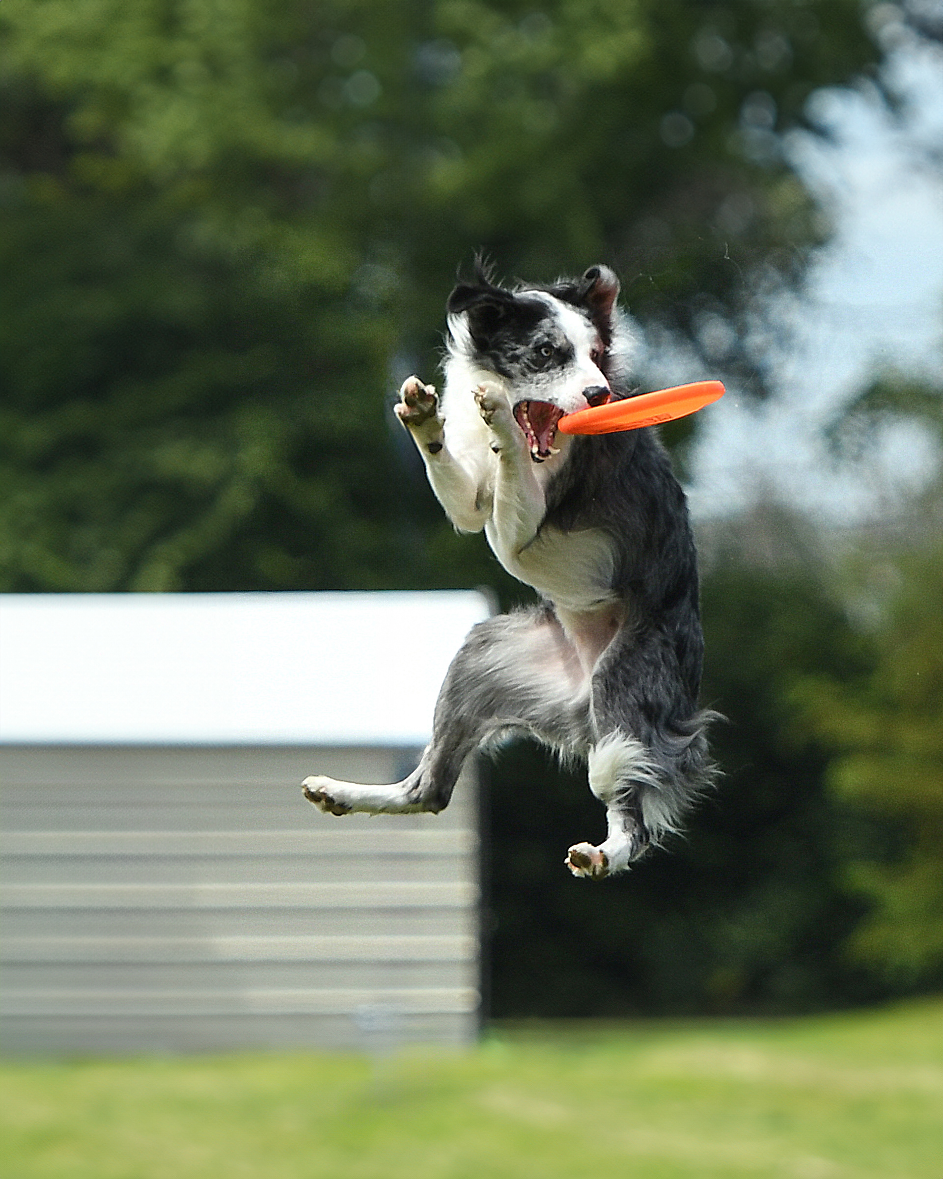 Skylar Border Collie