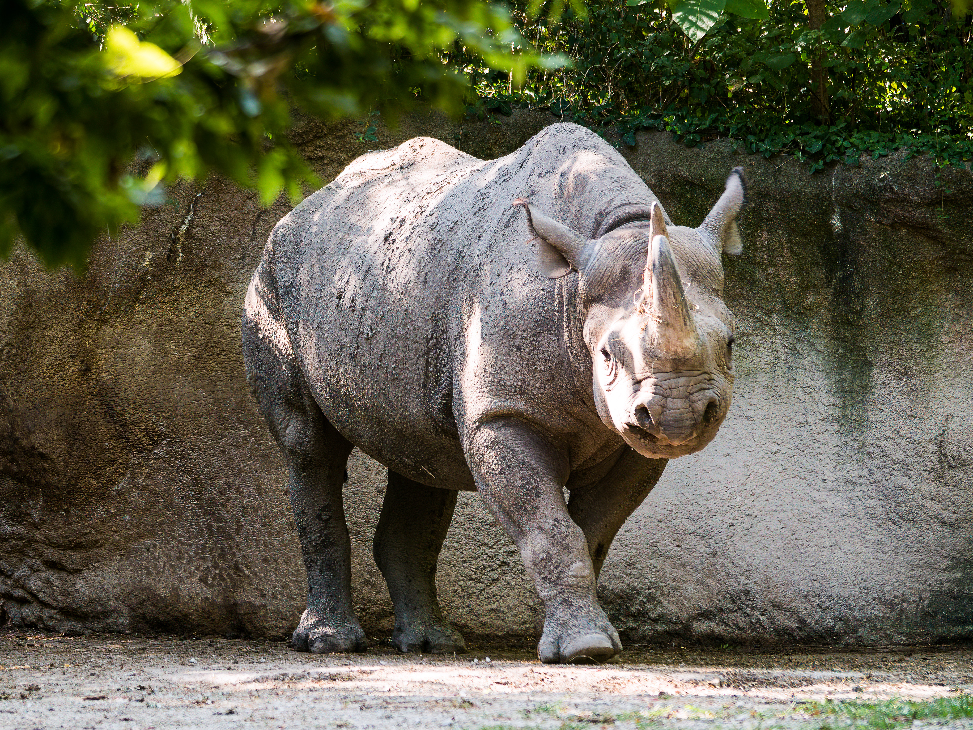 Rhino