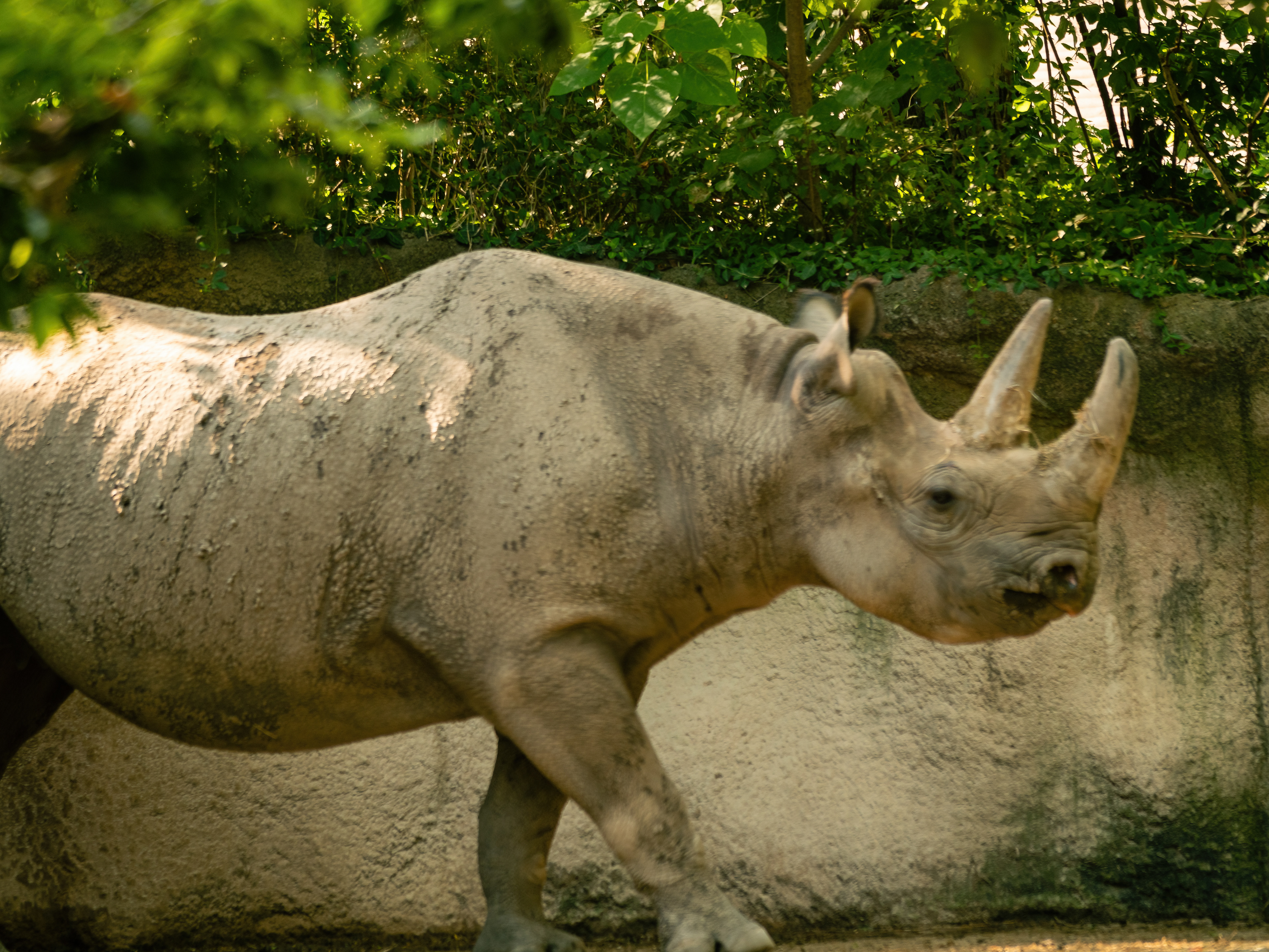 Rhino
