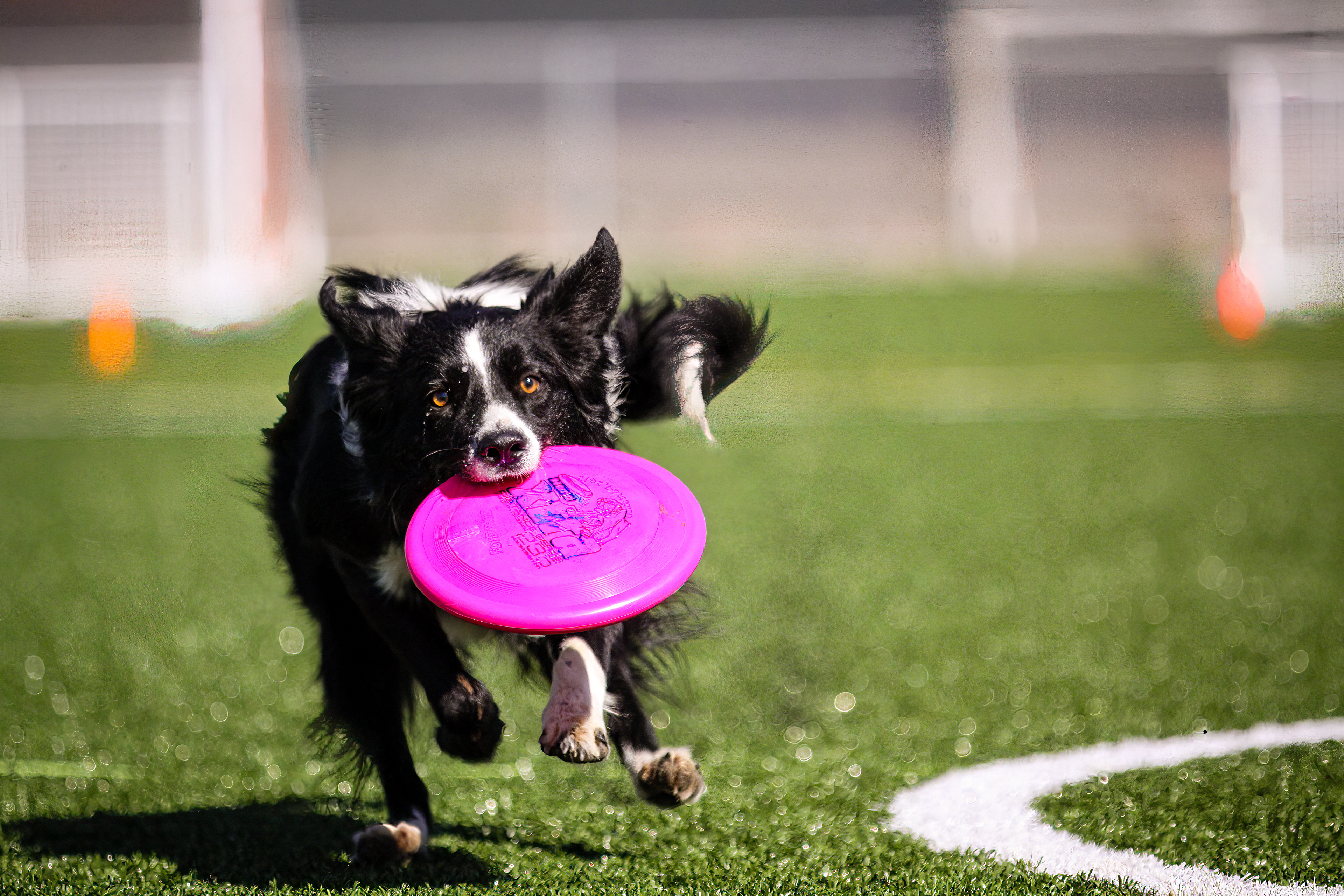 Scout with Frisbee